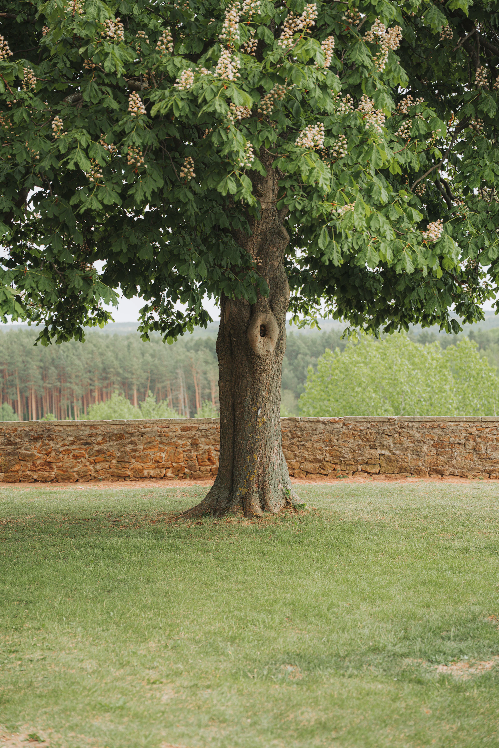 A large tree with white blossoms on green grass