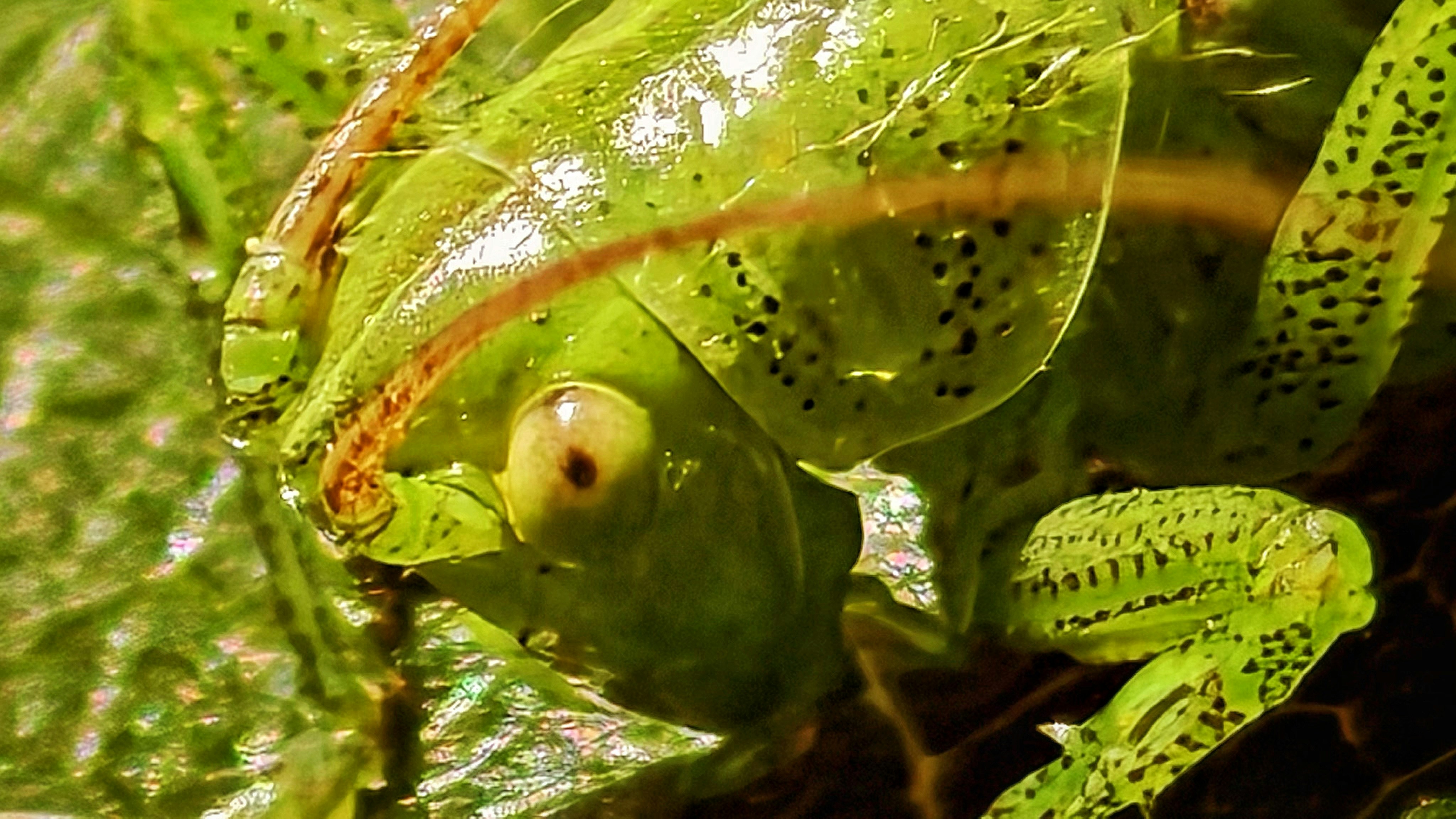 Mysterious Bug With Painful Bite Begins Screeching at Night in Hudson Valley