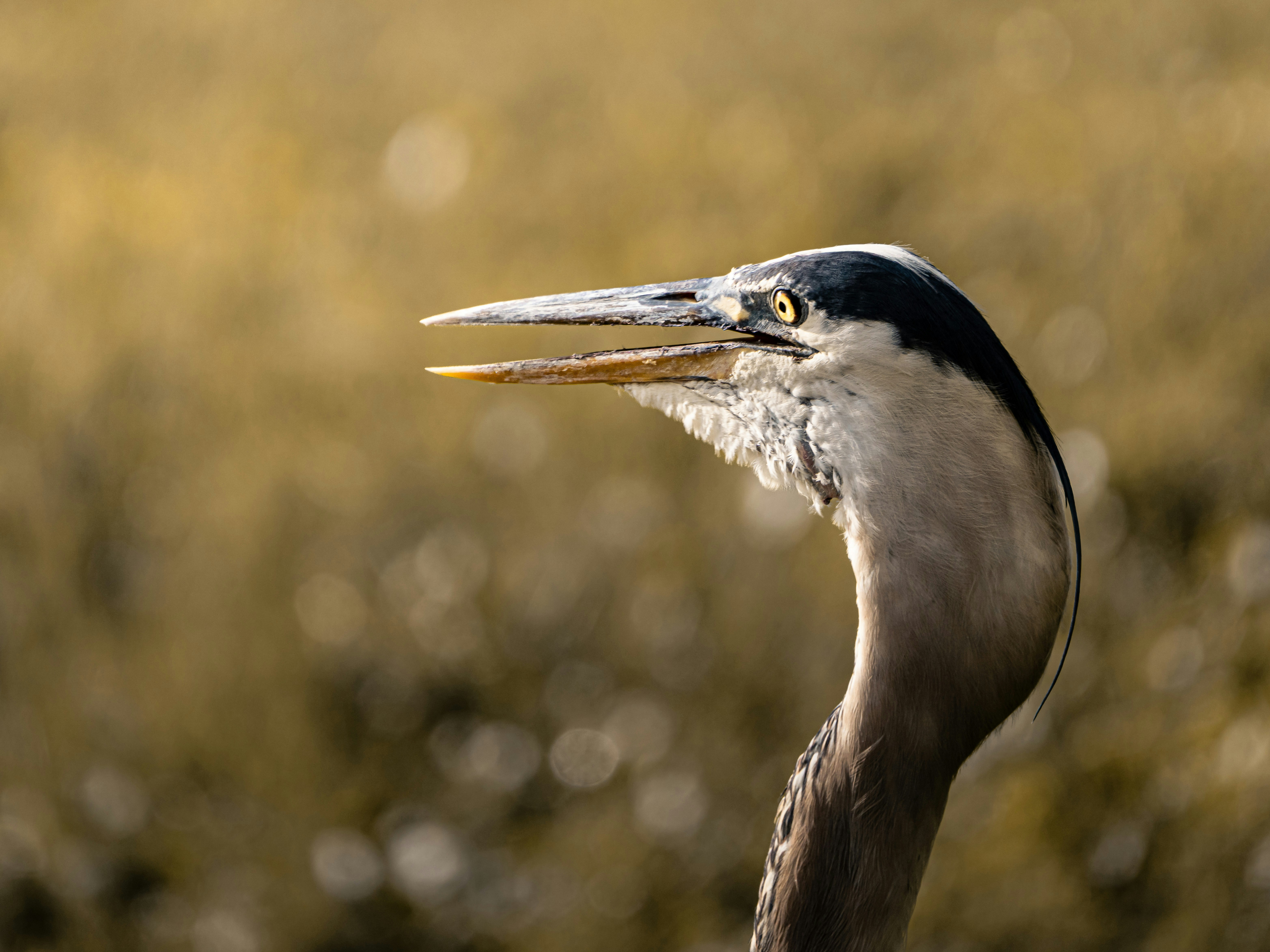 Photo by dkoplyk
