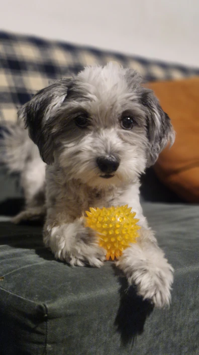 Pet Boarding in Noida | Home-Style Dog & Cat Boarding — Shom Pet Care