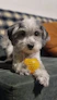 Pet Boarding in Noida | Home-Style Dog & Cat Boarding — Shom Pet Care