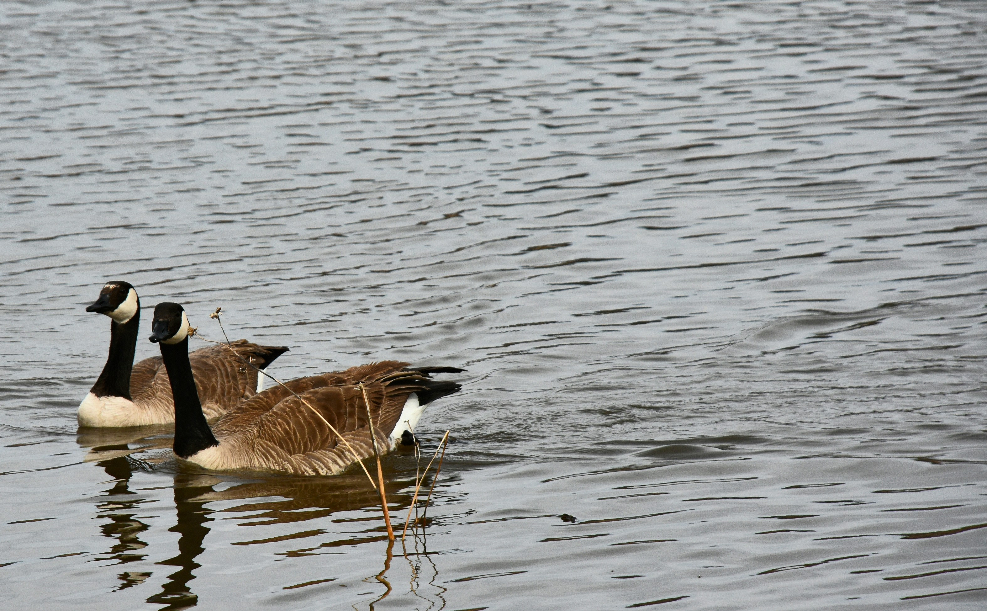 Photo by gdrabek