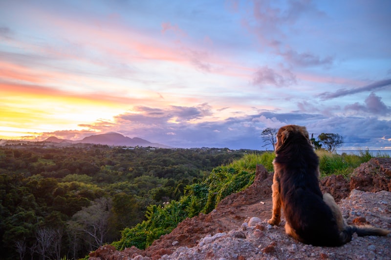 Dog watching vibrant sunset over a lush green landscape.