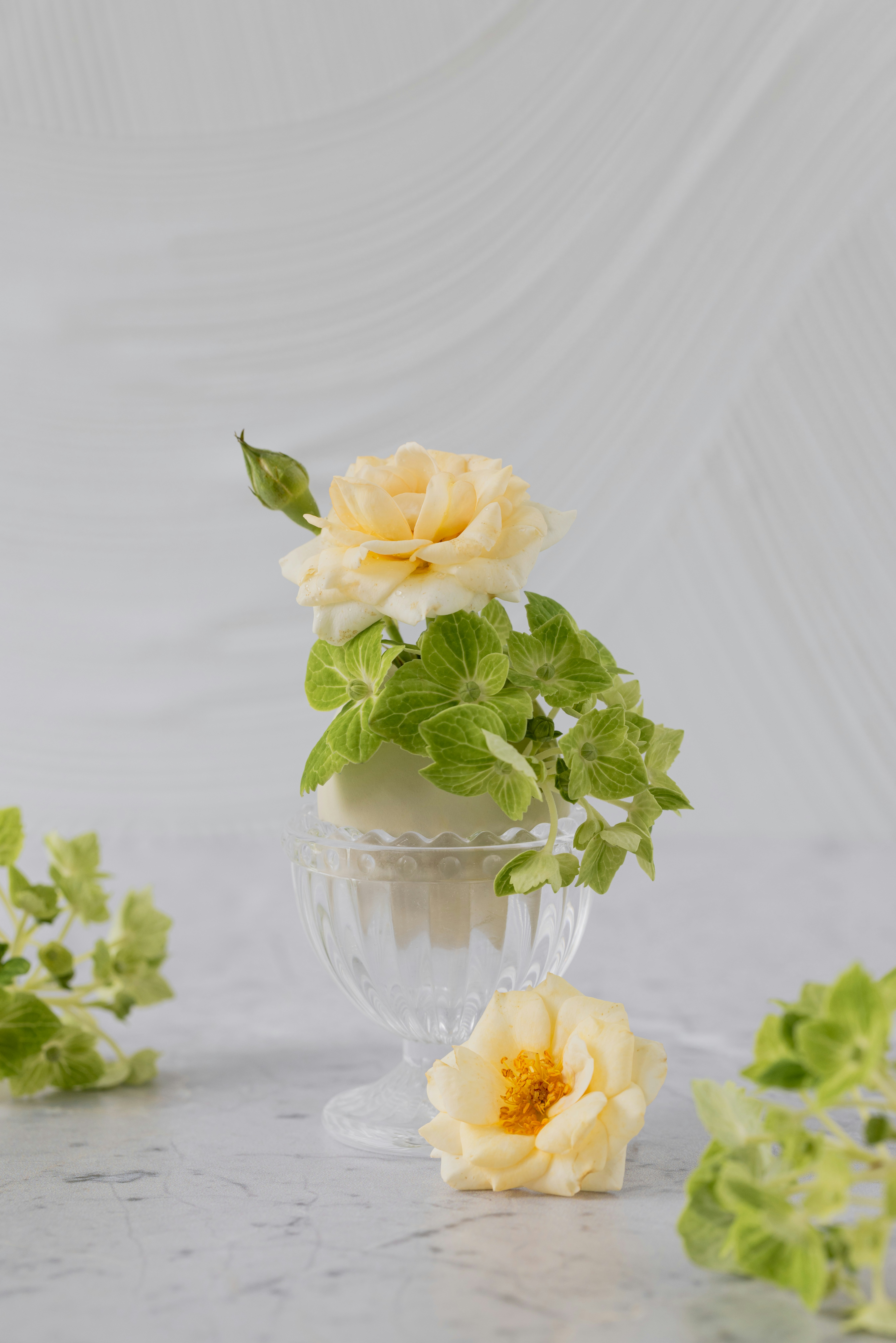 Light yellow roses and green leaves in a glass vase.