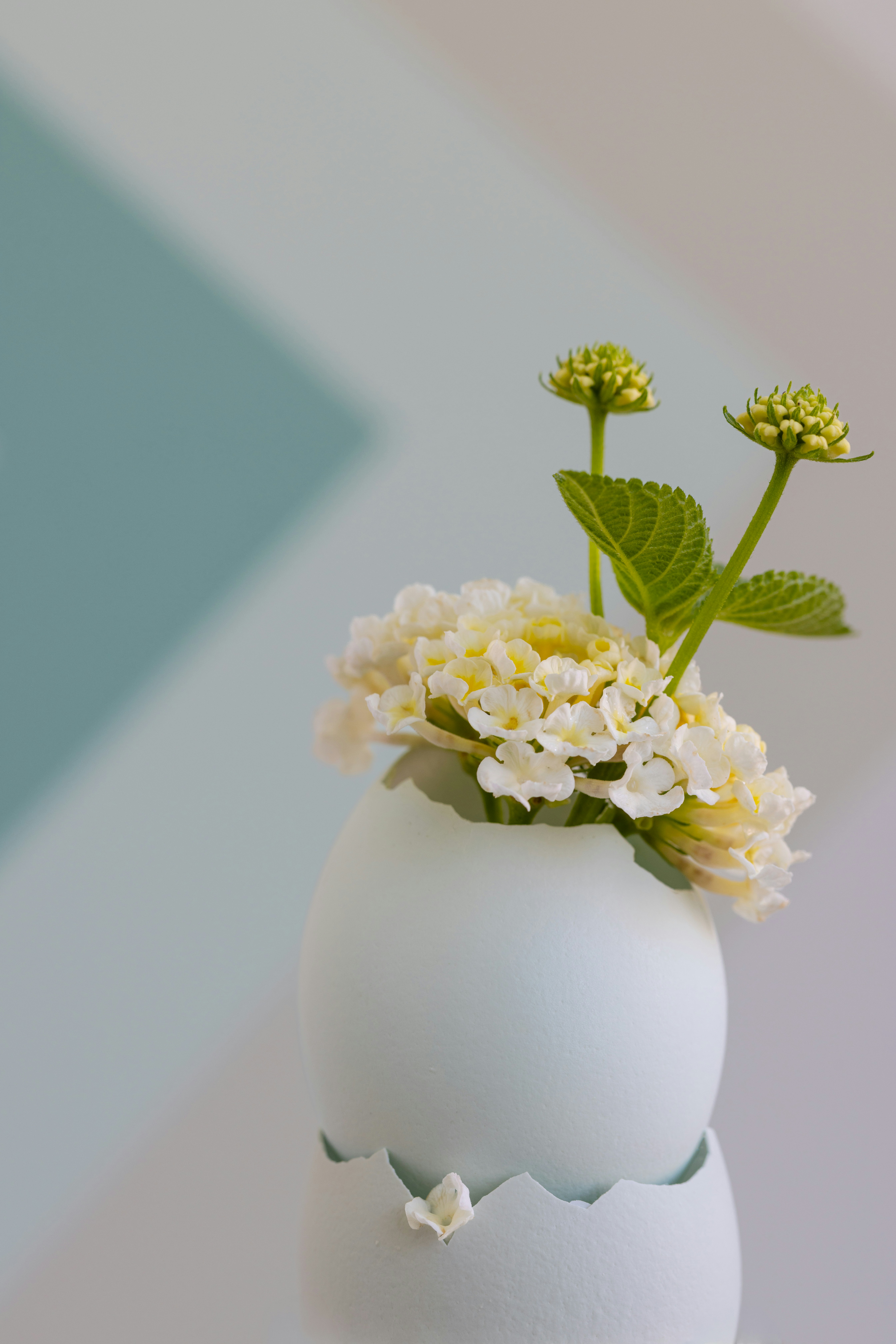 White flowers in a light blue eggshell vase.