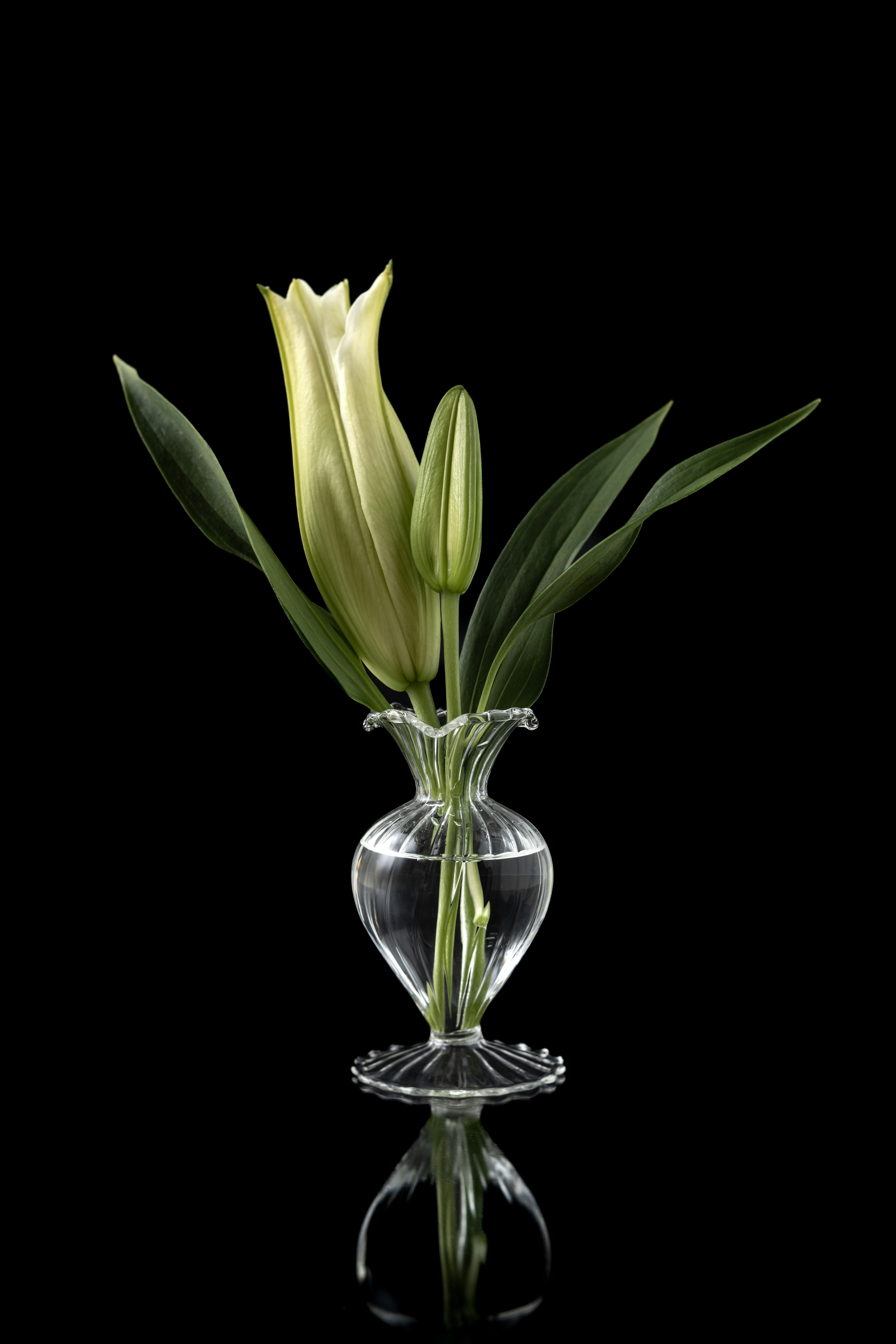 A white lily bud in a glass vase with reflection.