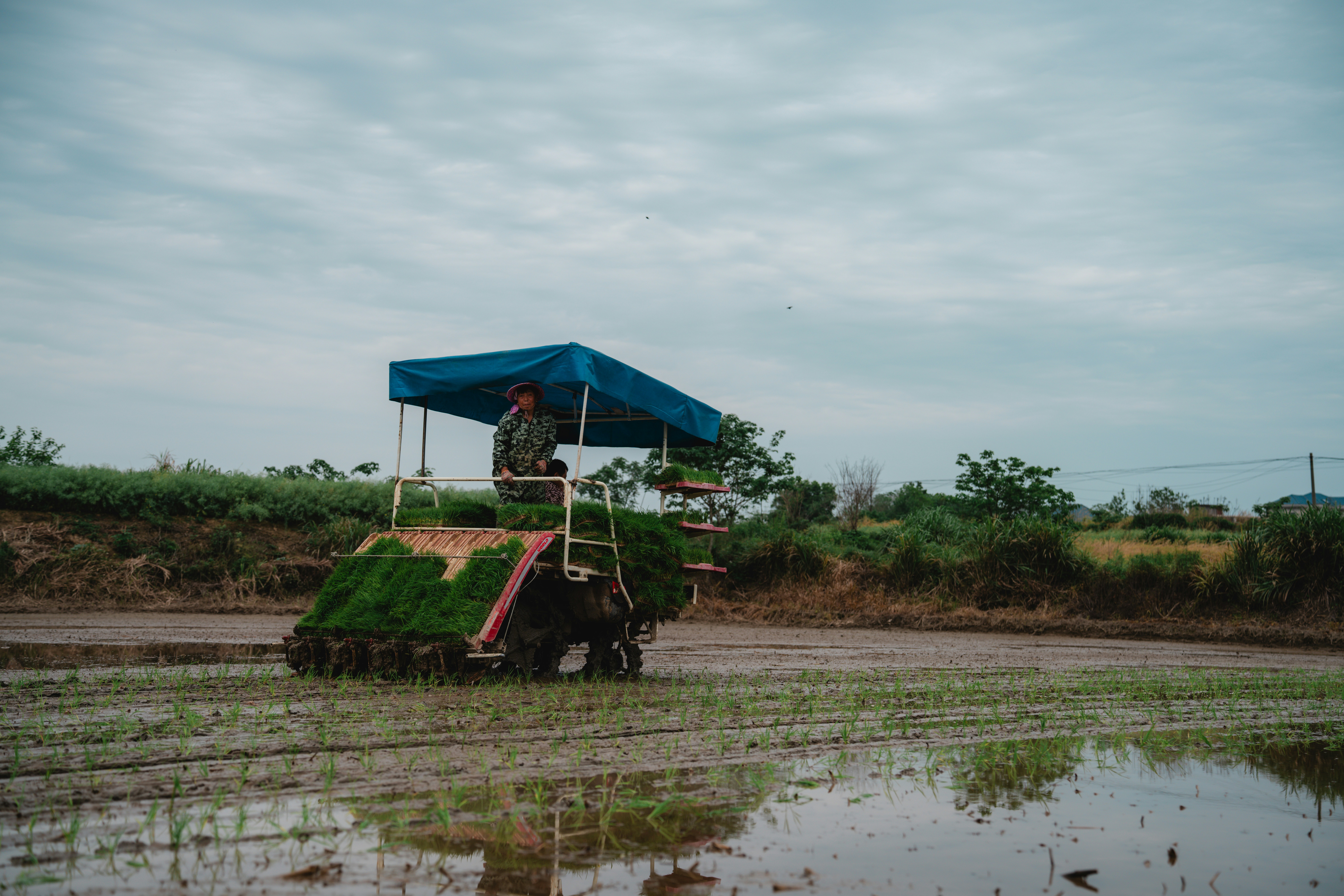 A person operates a rice transplanter in a flooded field.