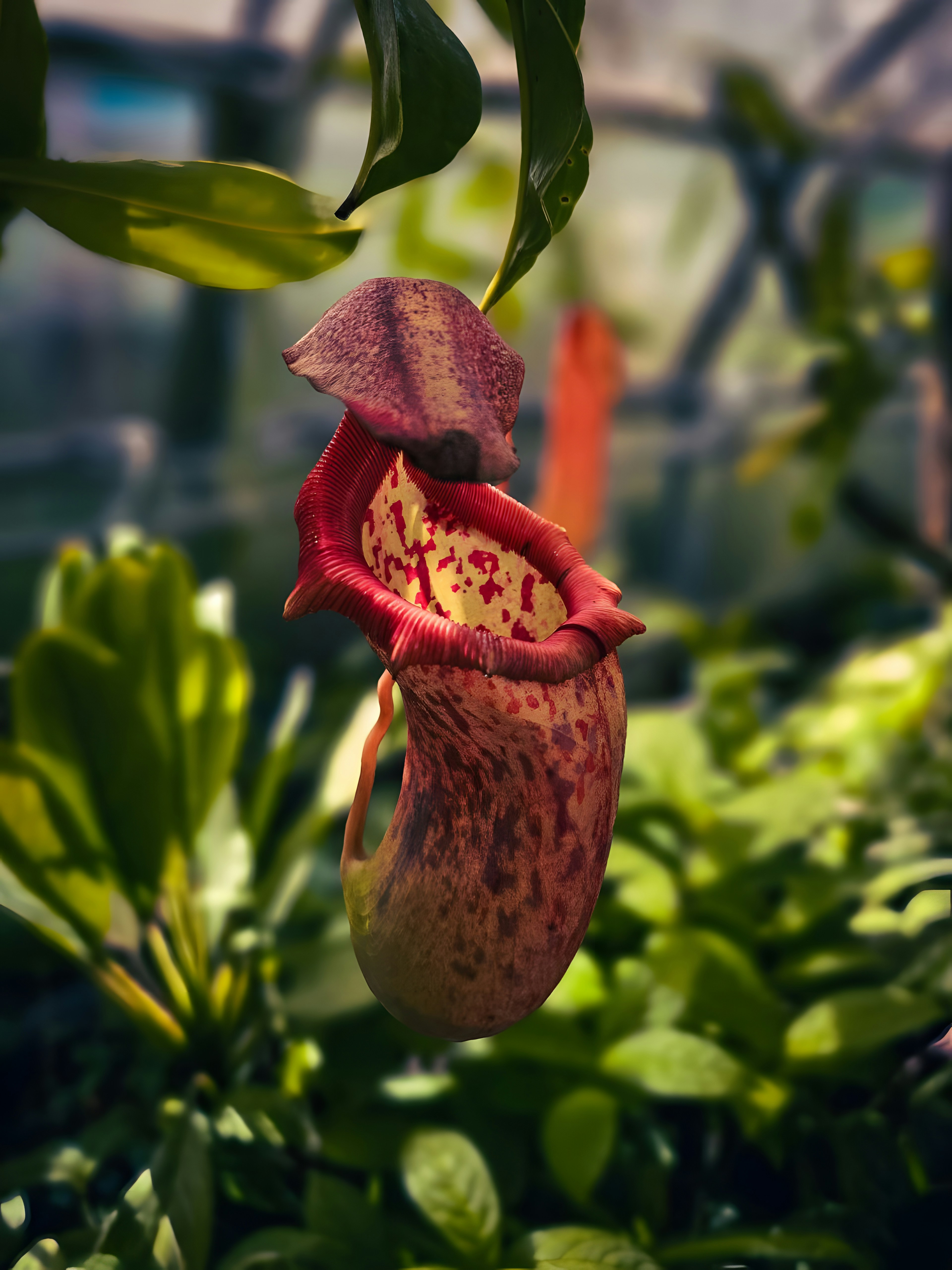 Une plante pichet rouge et jaune suspendue parmi des feuilles vertes.