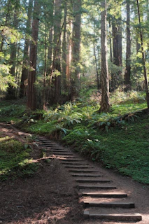 Wooden steps winding through a sunlit redwood forest