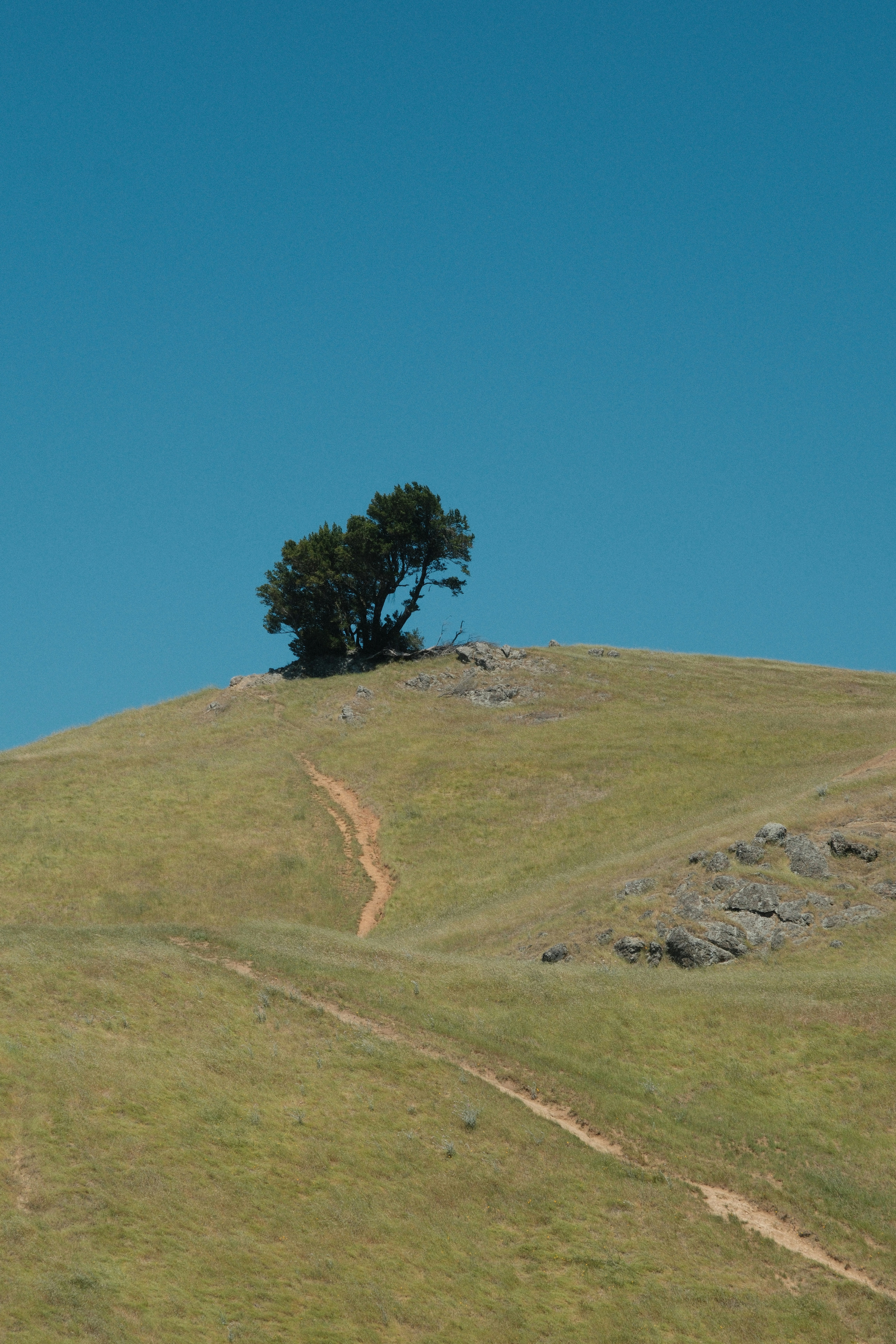 Ein einzelner Baum auf einem grünen Hügel mit einem Weg.