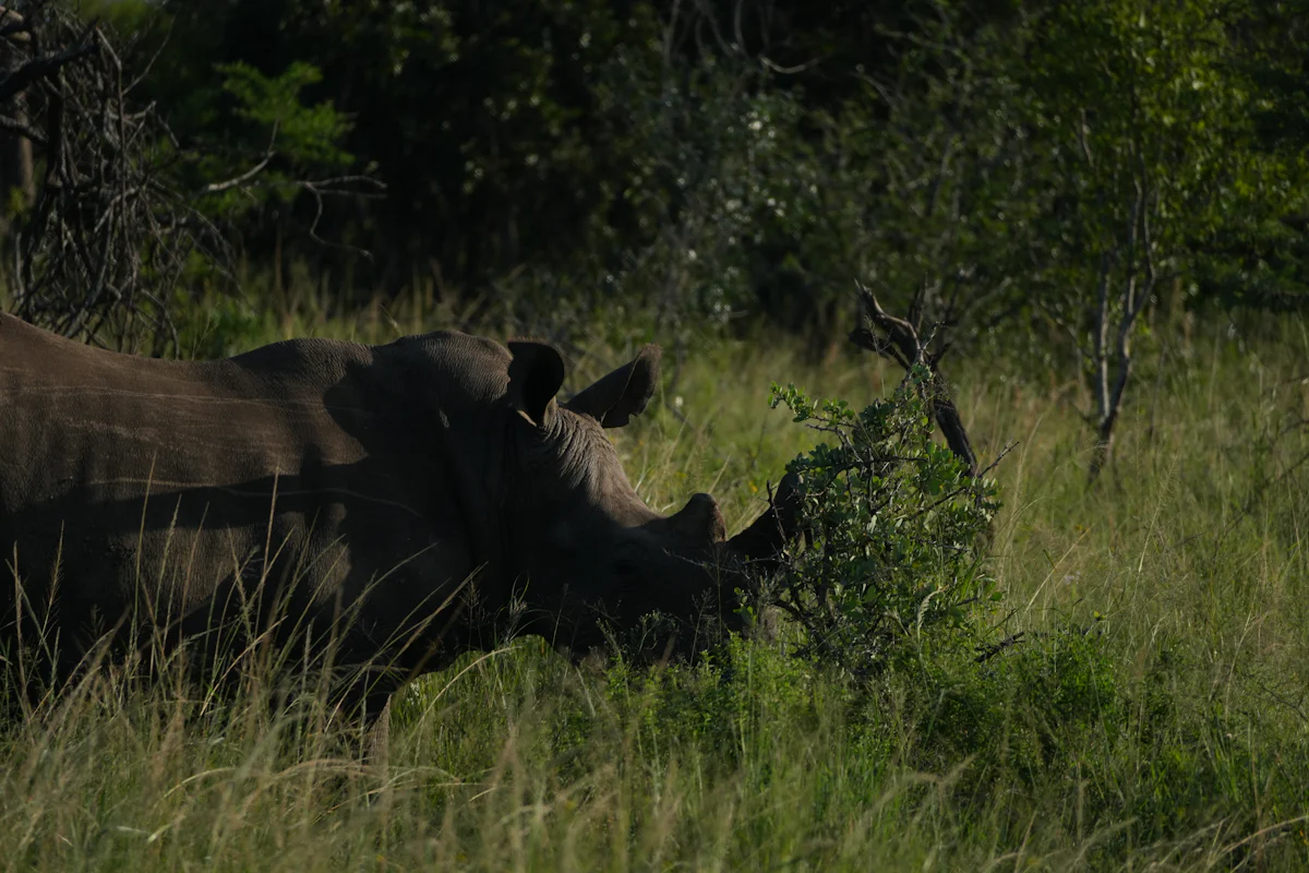 Gorumara NP