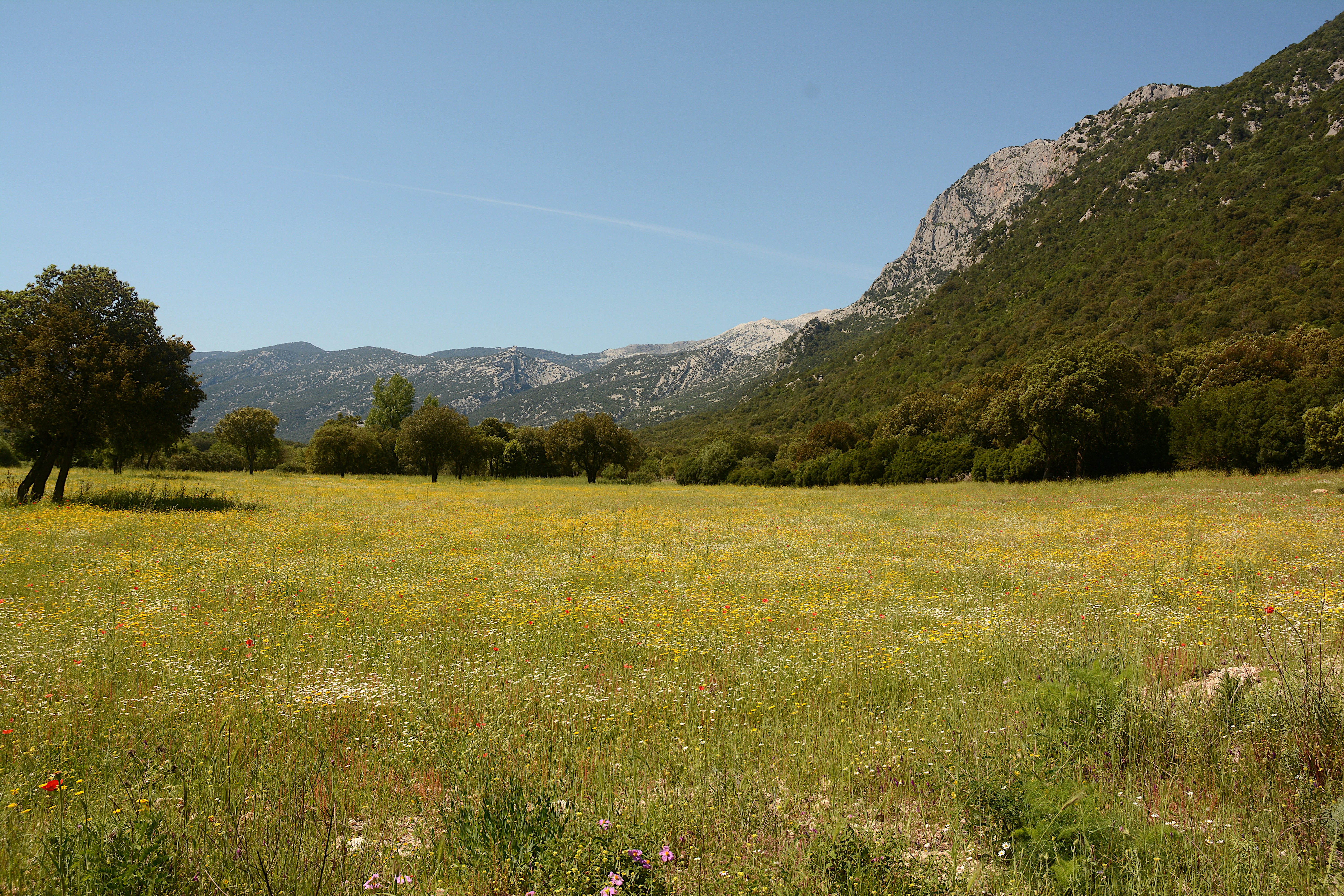 Ein weites Feld voller Wildblumen mit Bäumen und einem Berg.