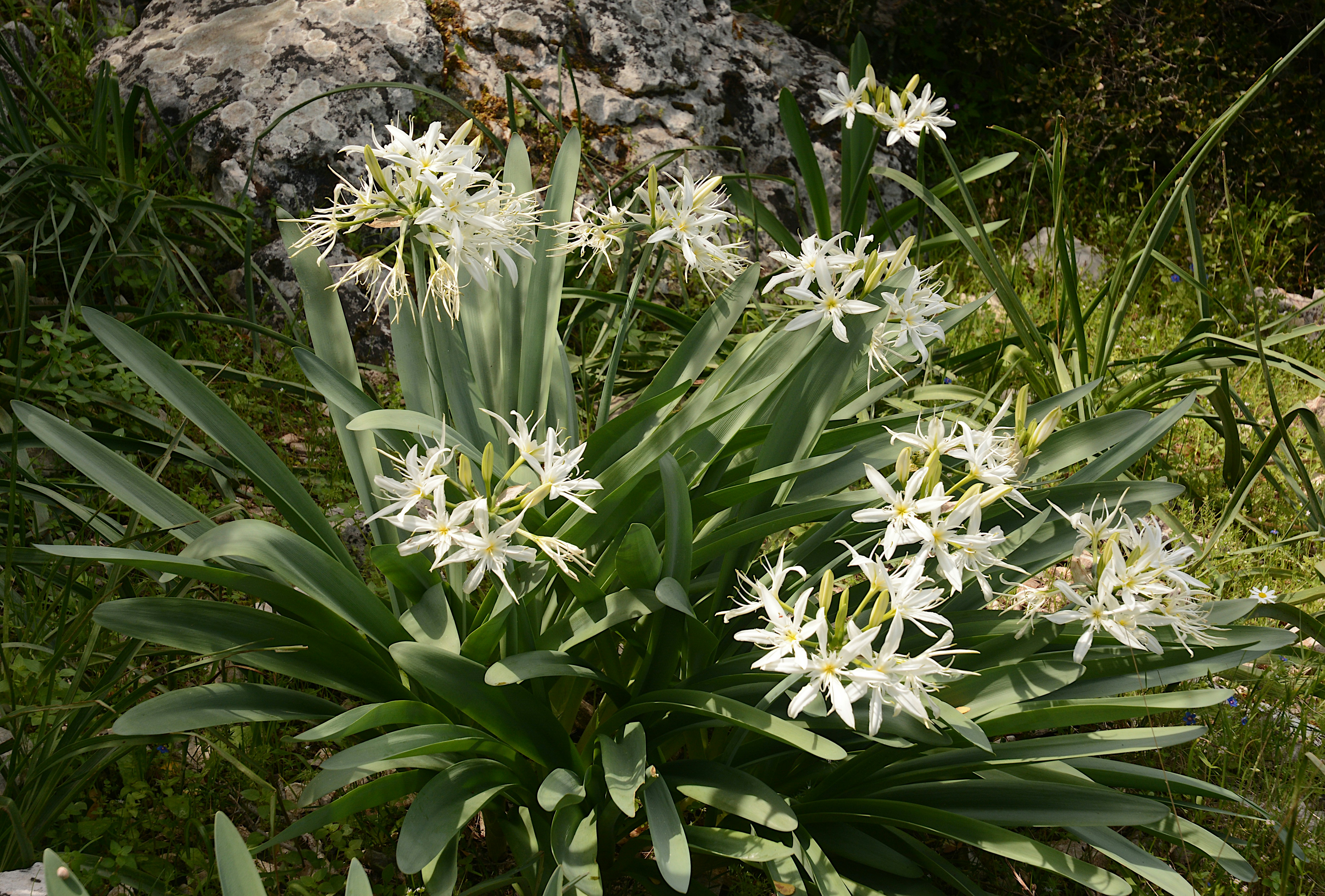 Weiße, sternförmige Blüten blühen zwischen grünen Blättern und Steinen.