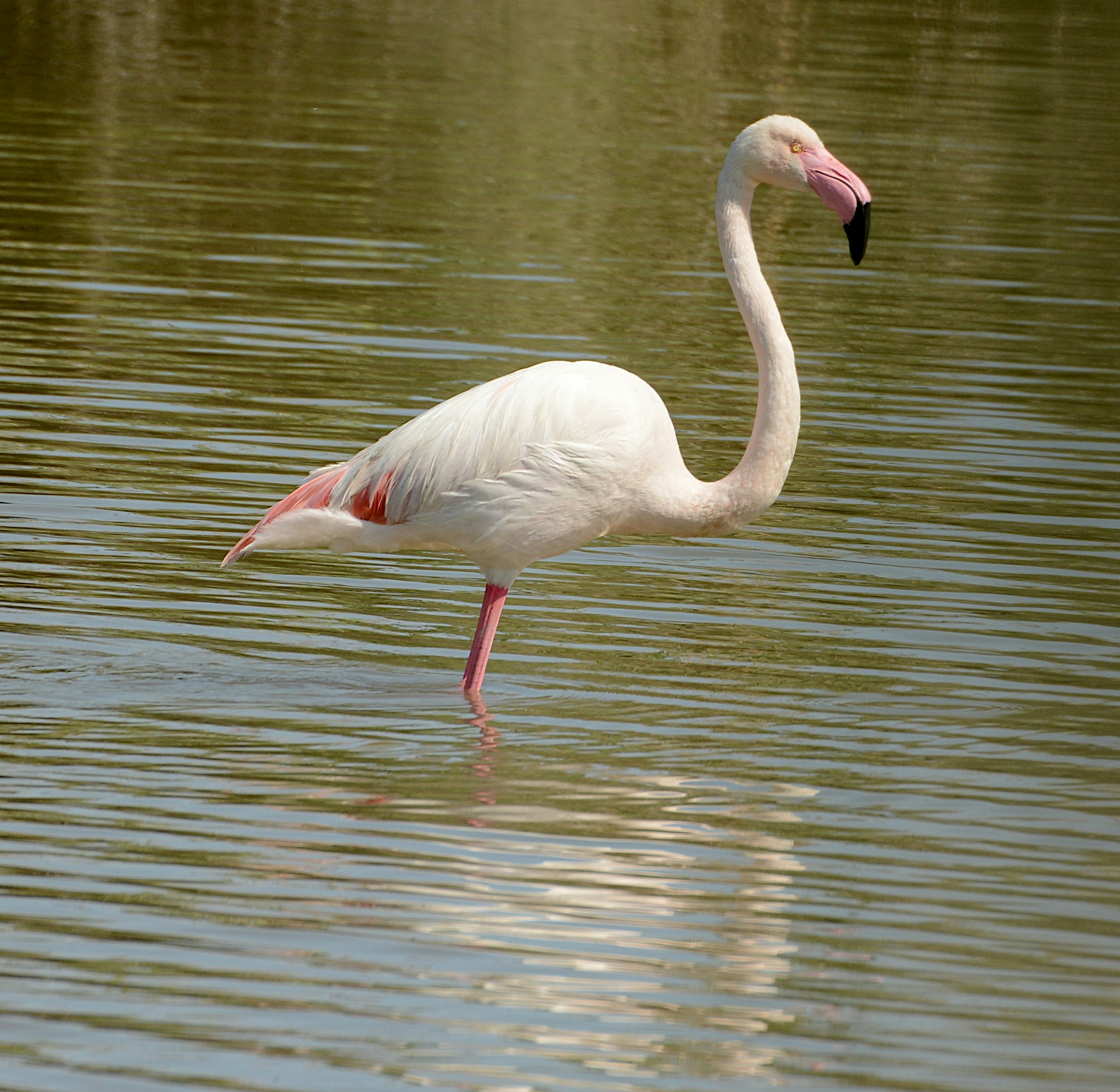 Ein rosa Flamingo steht anmutig in flachem Wasser.