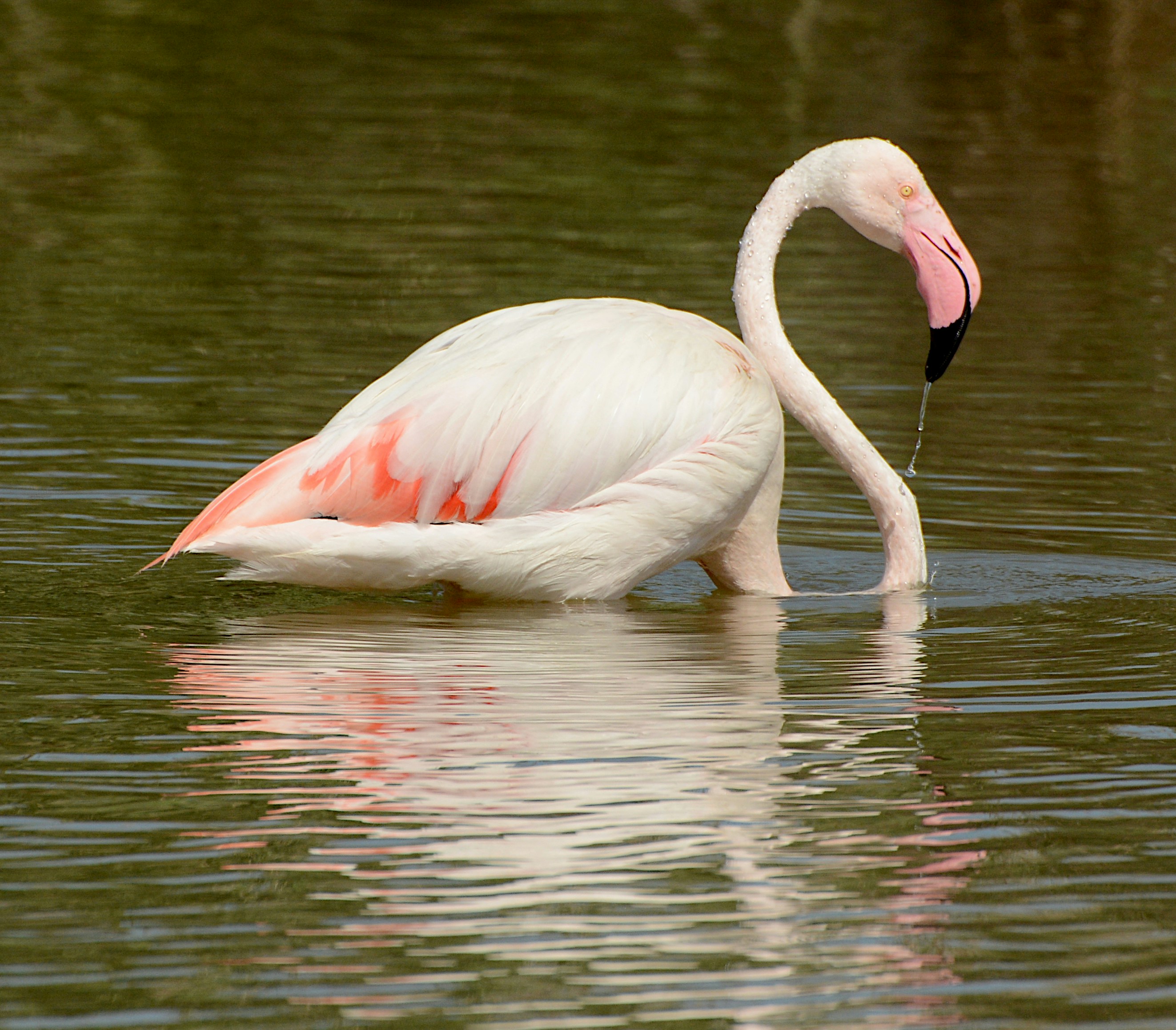 Rosa Flamingo ernährt sich in flachem grünem Wasser.