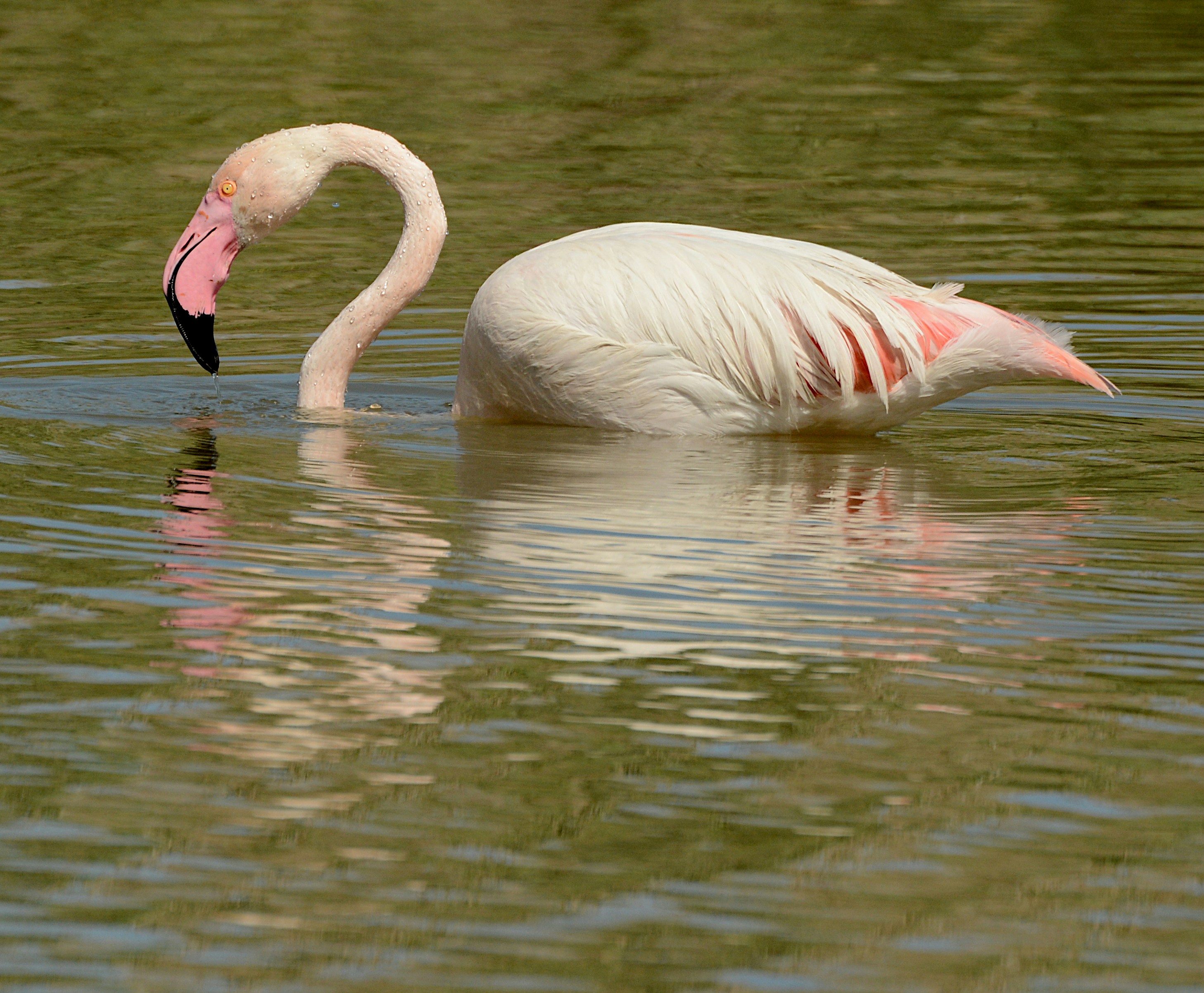 Ein rosa Flamingo taucht seinen Kopf in grünes Wasser.