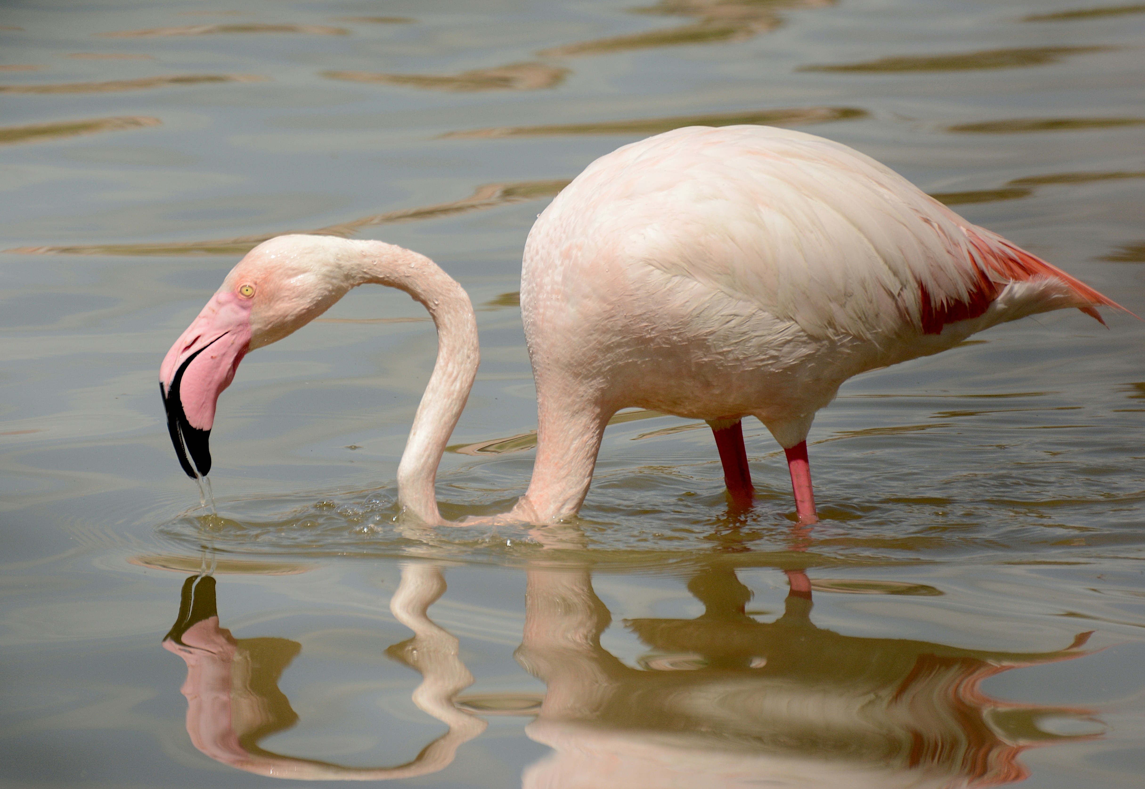 Ein Rosa Flamingo frisst mit im Wasser getauchtem Kopf.
