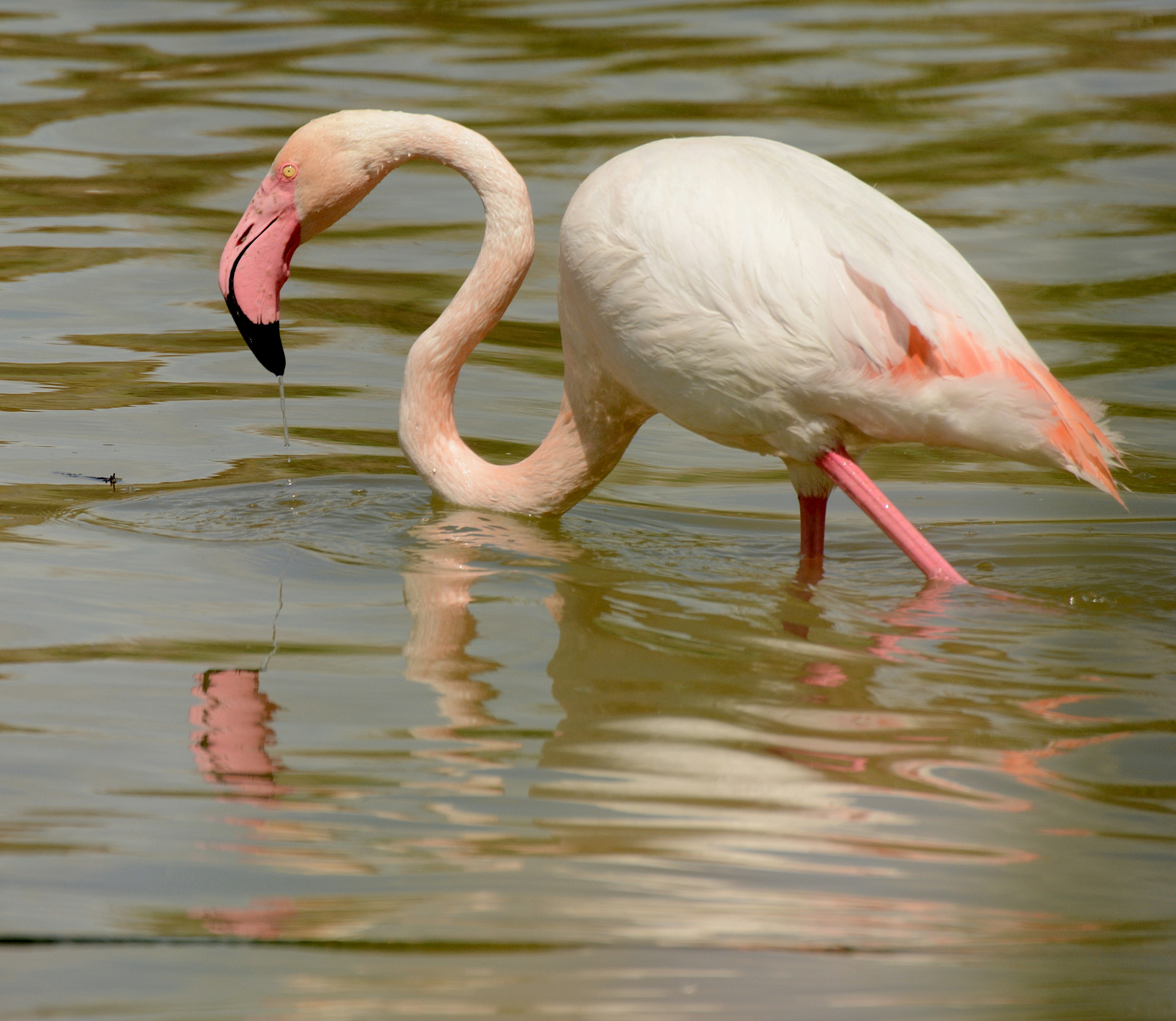 Ein Pinkflamingo ernährt sich in flachem Wasser.