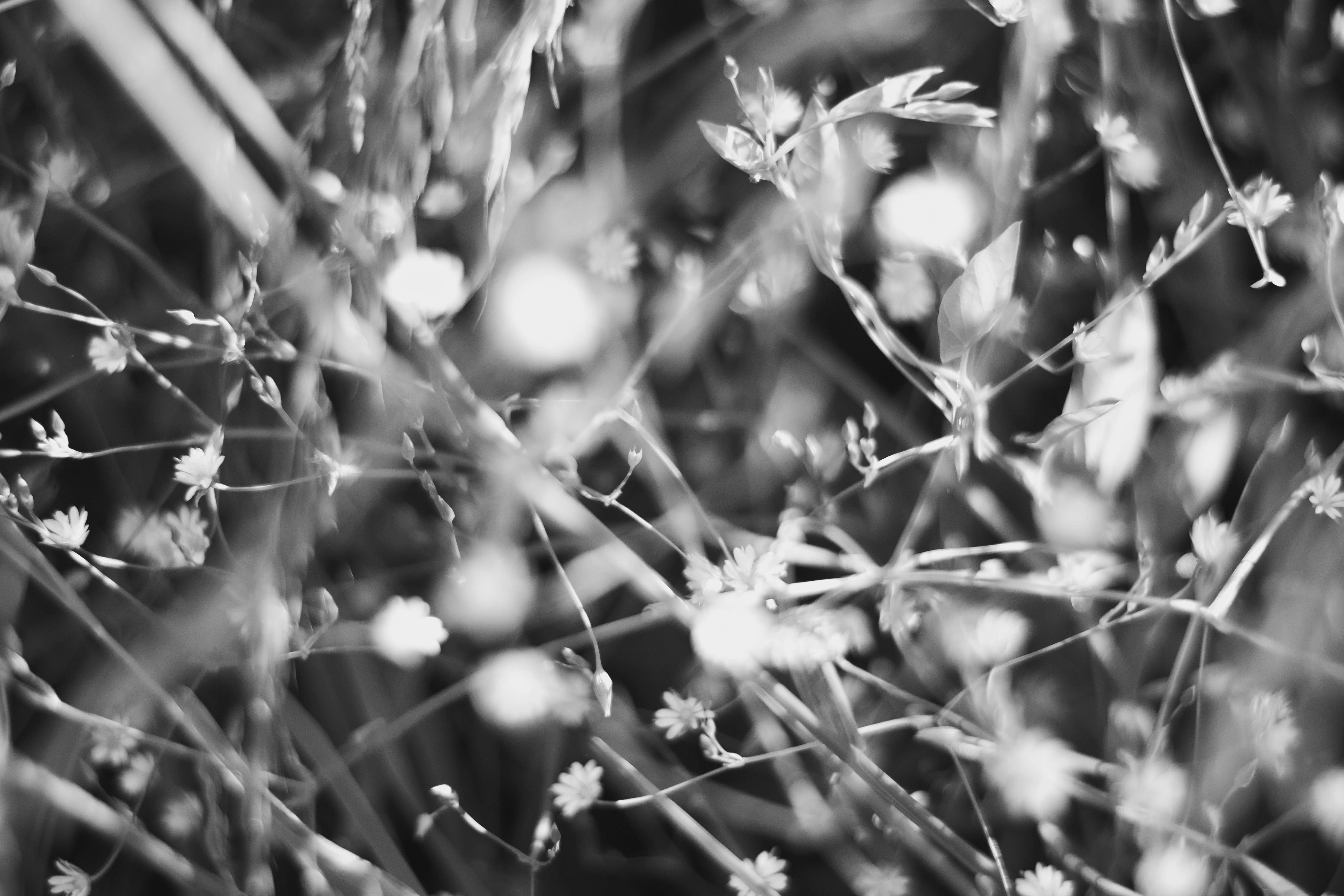 Photo by madalinaz