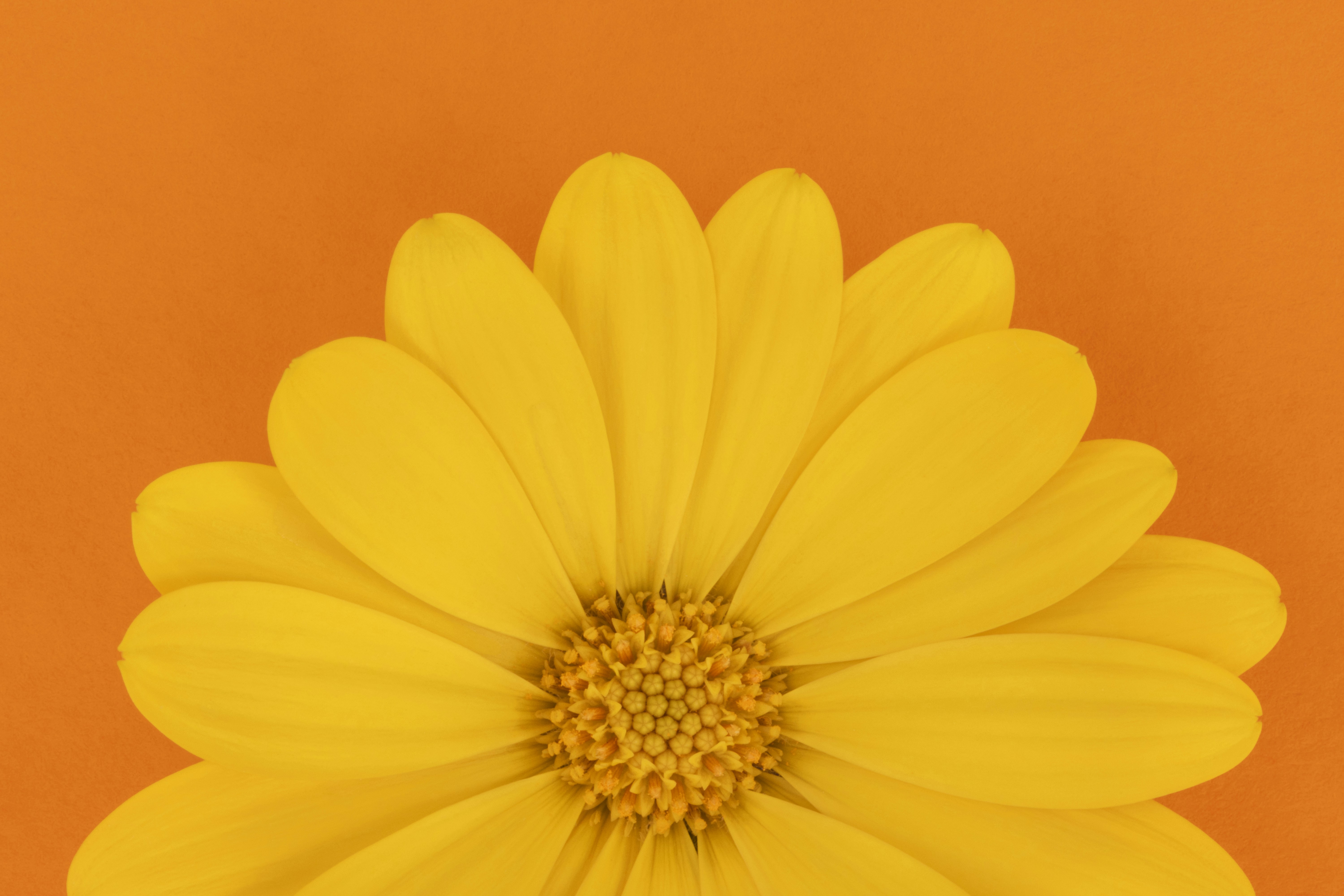 A vibrant yellow flower on a bright orange background.