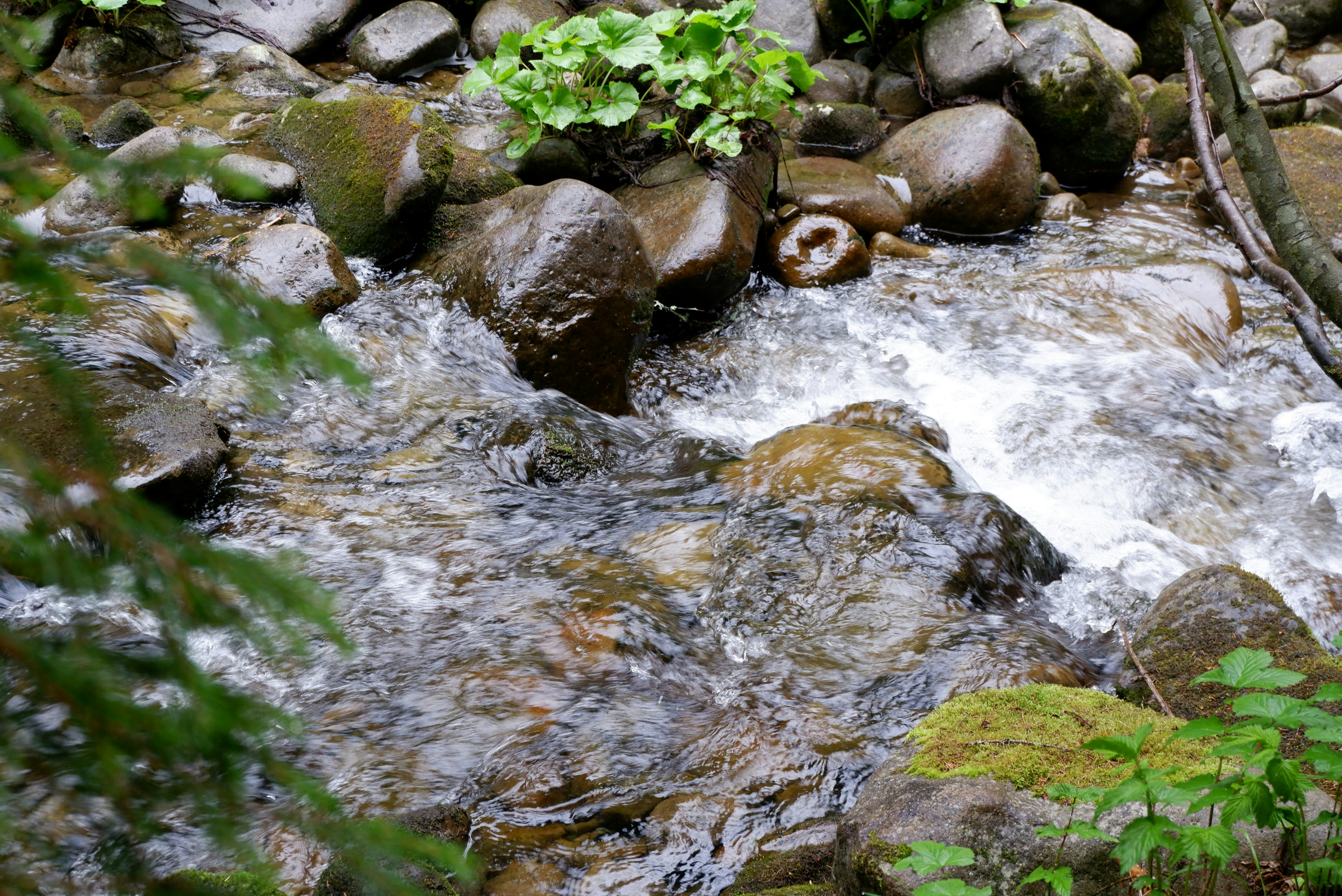 A clear stream flows over mossy rocks in a forest.