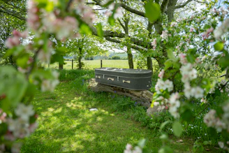 Dark coffin surrounded by spring blossoms and lush green grass