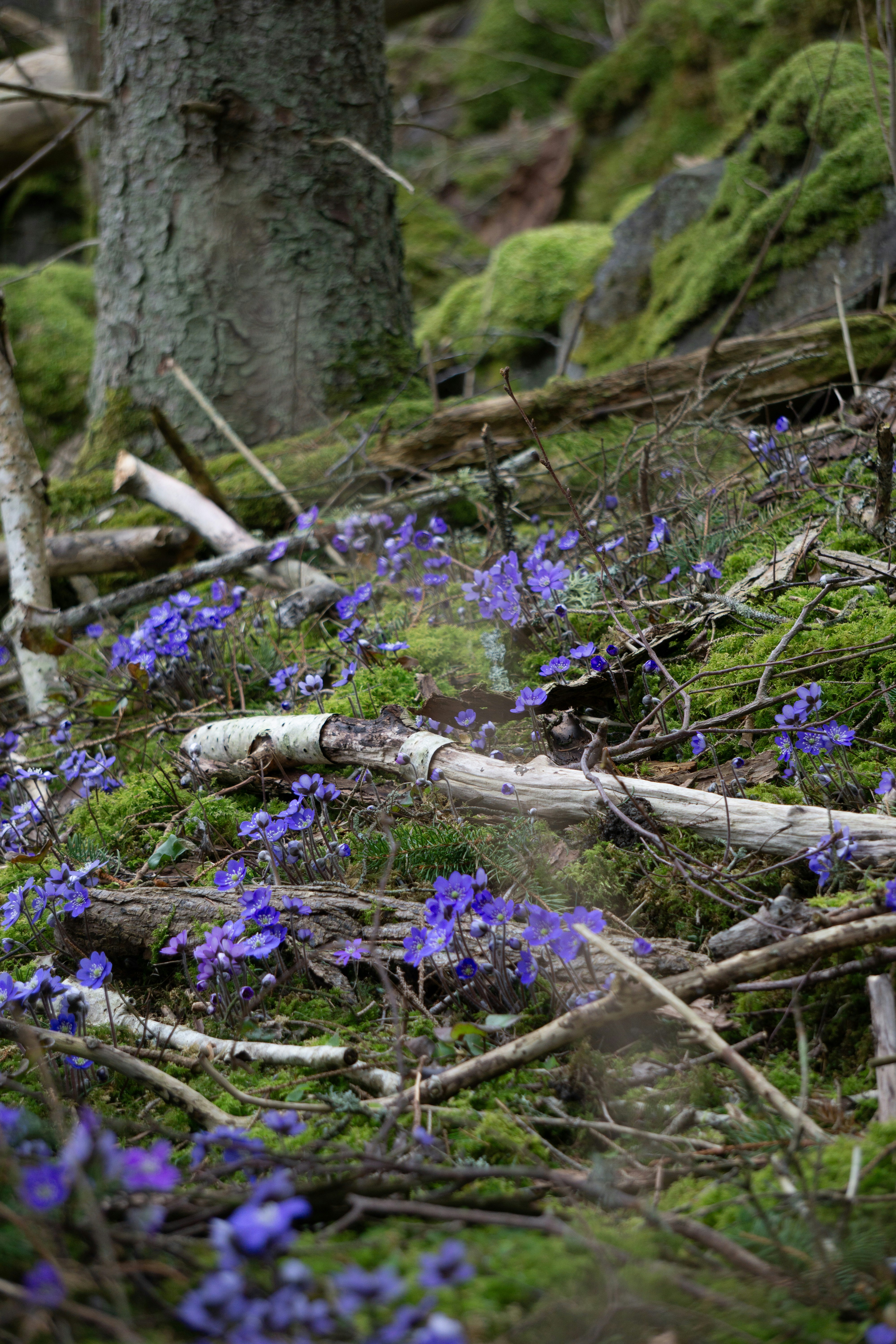 Purple flowers bloom on a mossy forest floor.