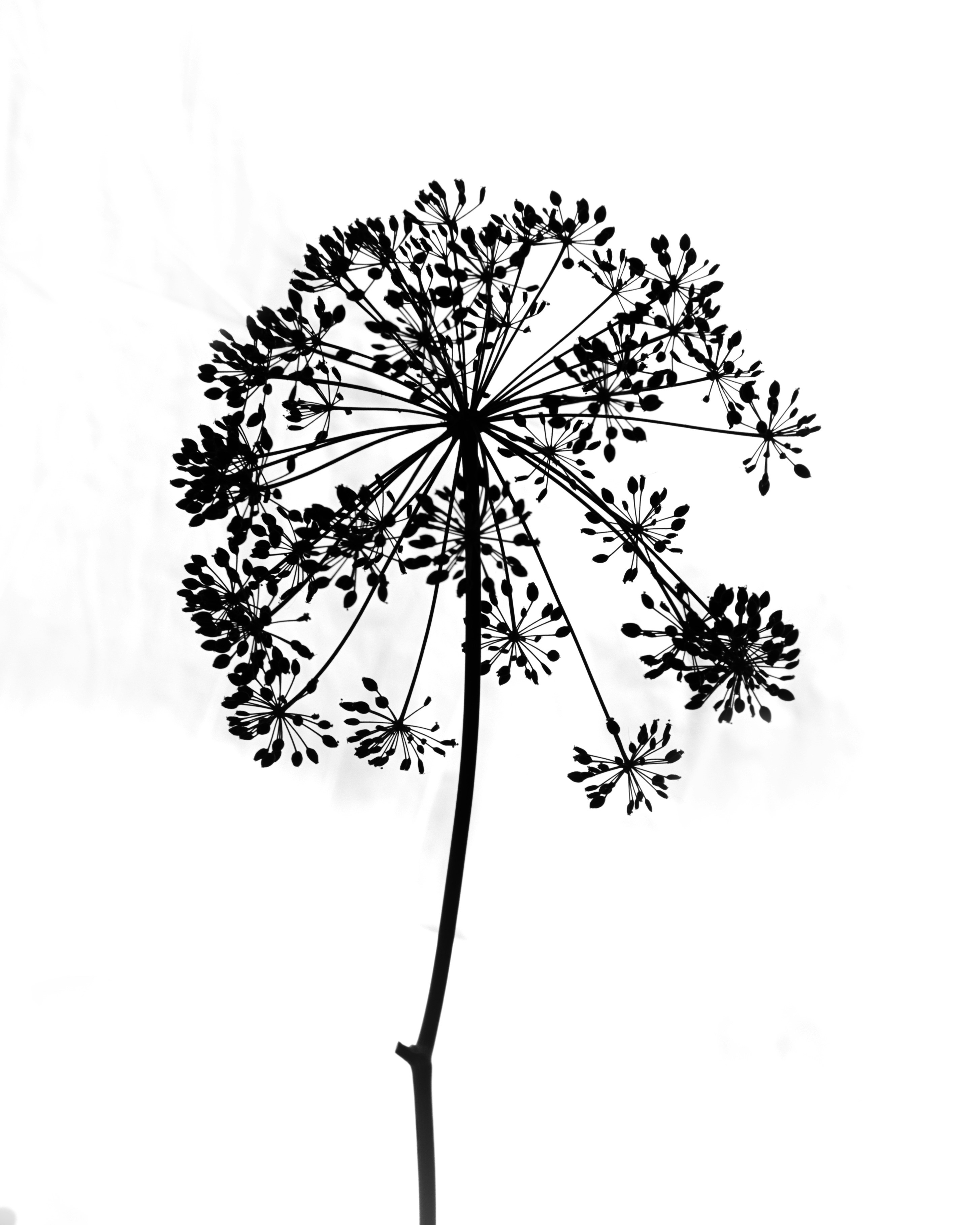 Dried plant silhouette against a stark white background.