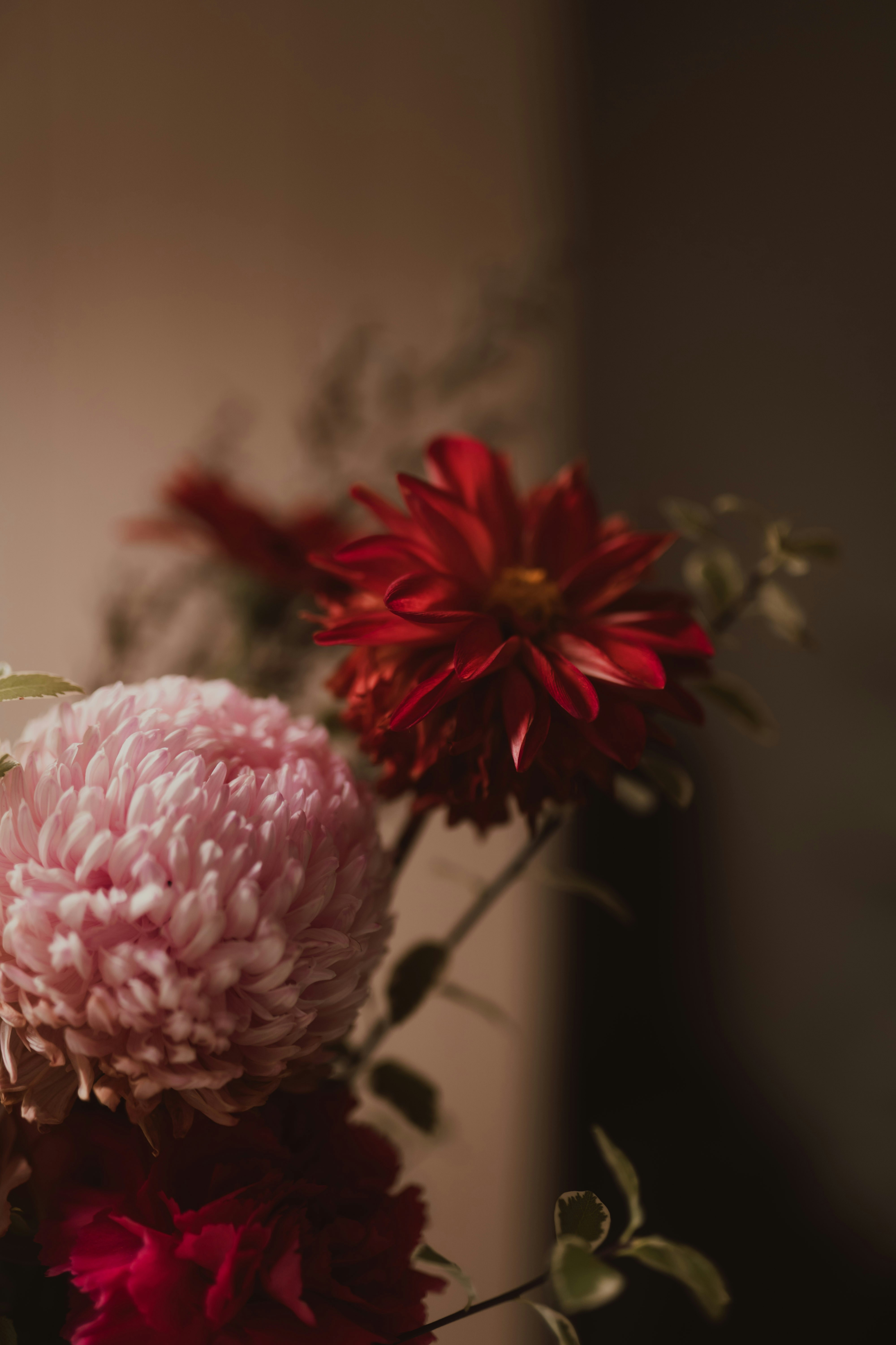 Beautiful pink and red flowers in soft lighting.