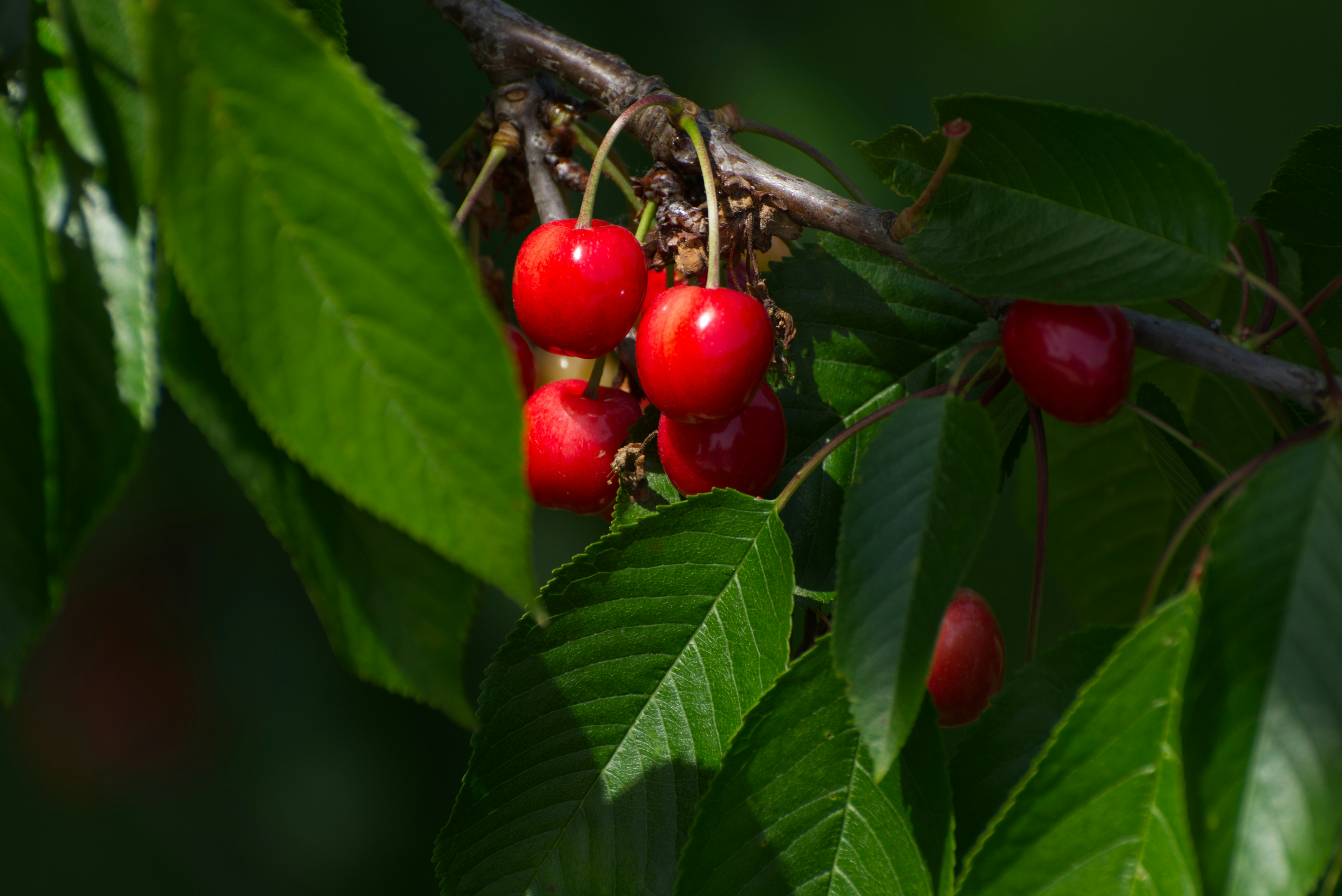 Ripe red cherries on a tree branch with green leaves.