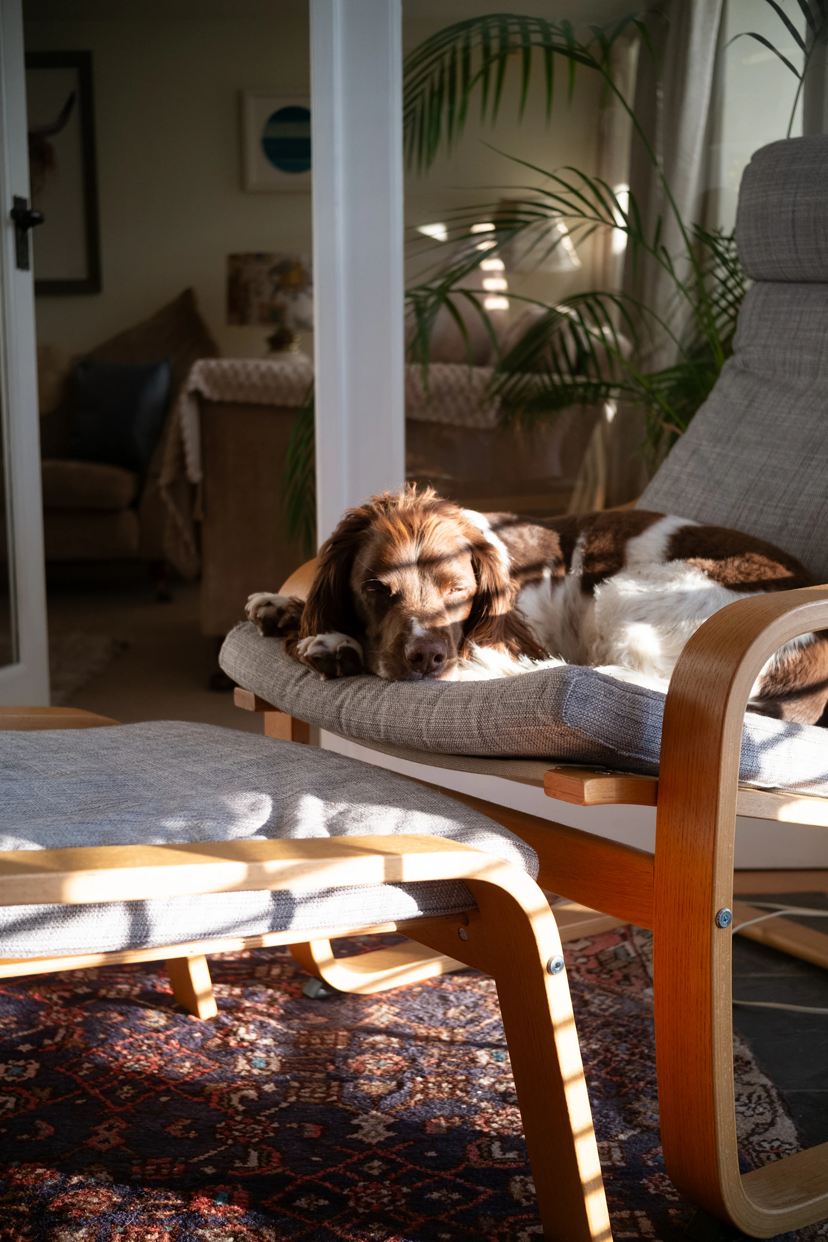 Dog resting on a sunlit armchair in a calm home interior