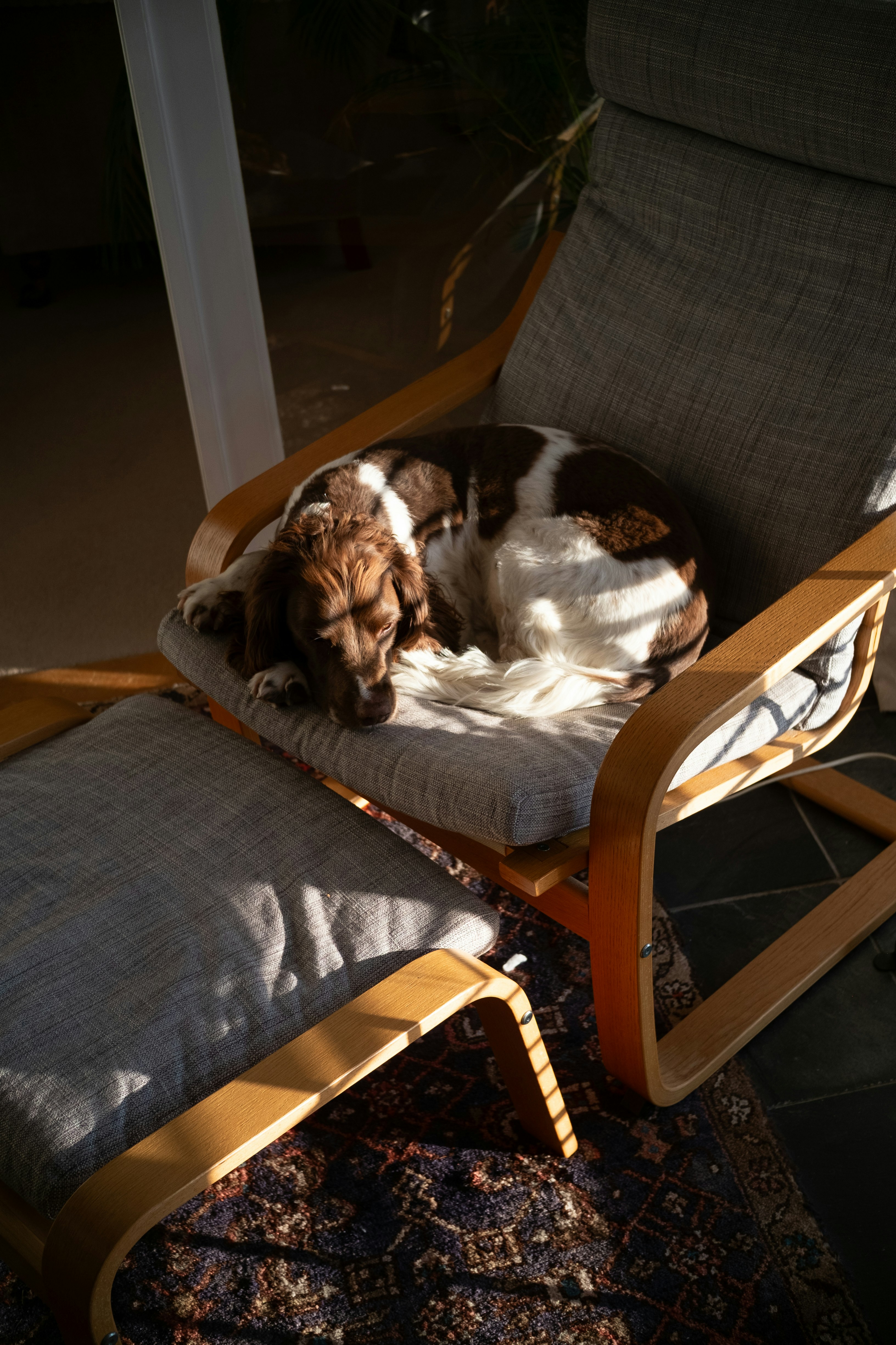 A brown and white dog sleeping in a sunlit armchair.