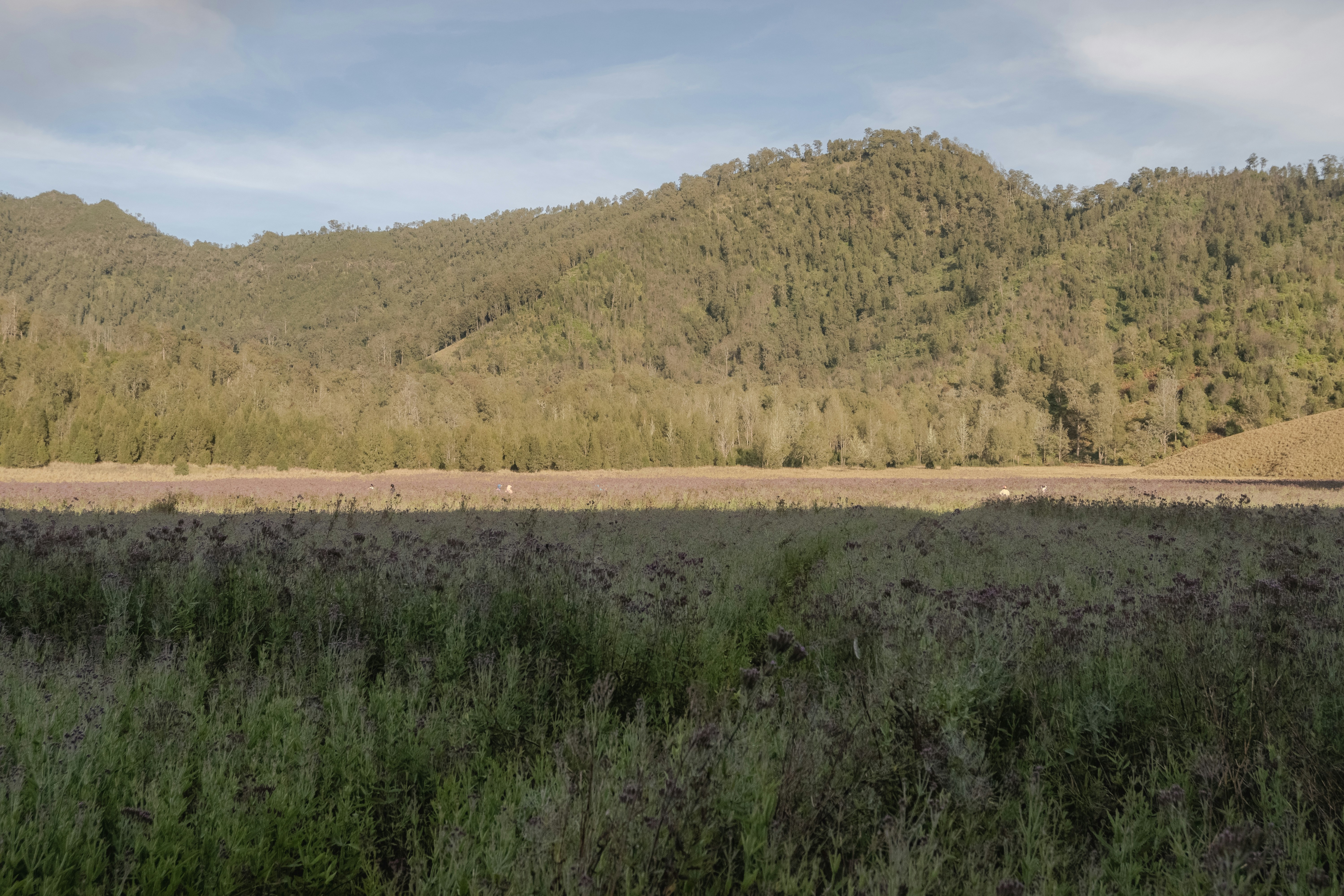 Ein bewaldeter Berg überblickt einen ruhigen See mit hohem Gras
