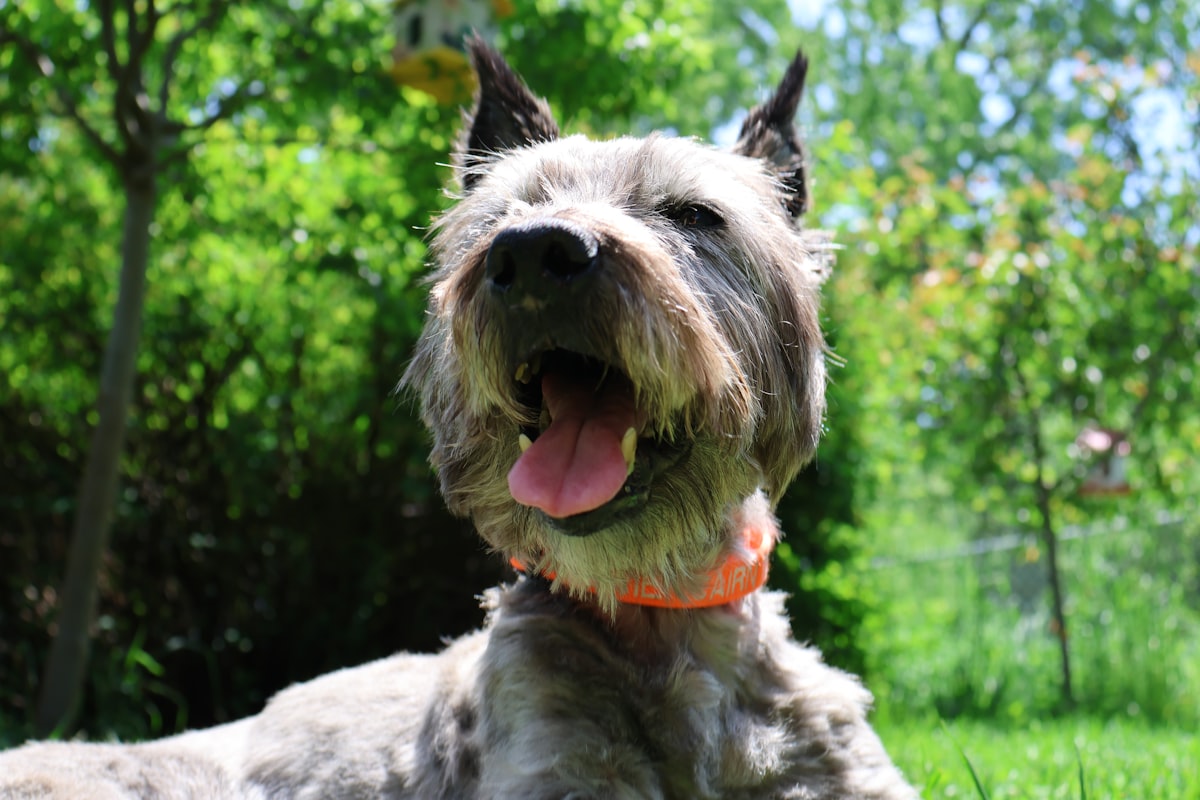 A well-behaved dog relaxing at home