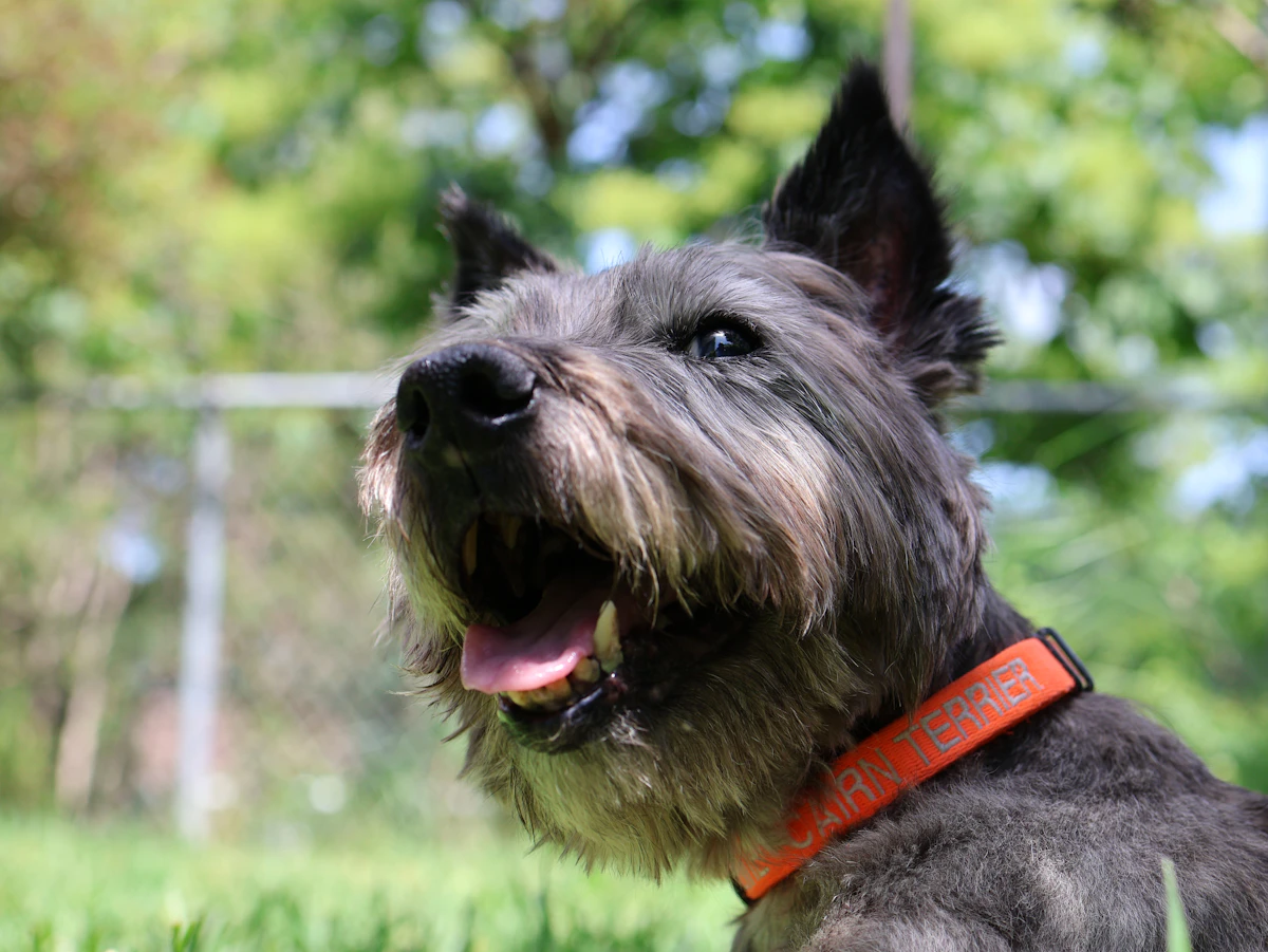 Perro con collar de actividad de color naranja