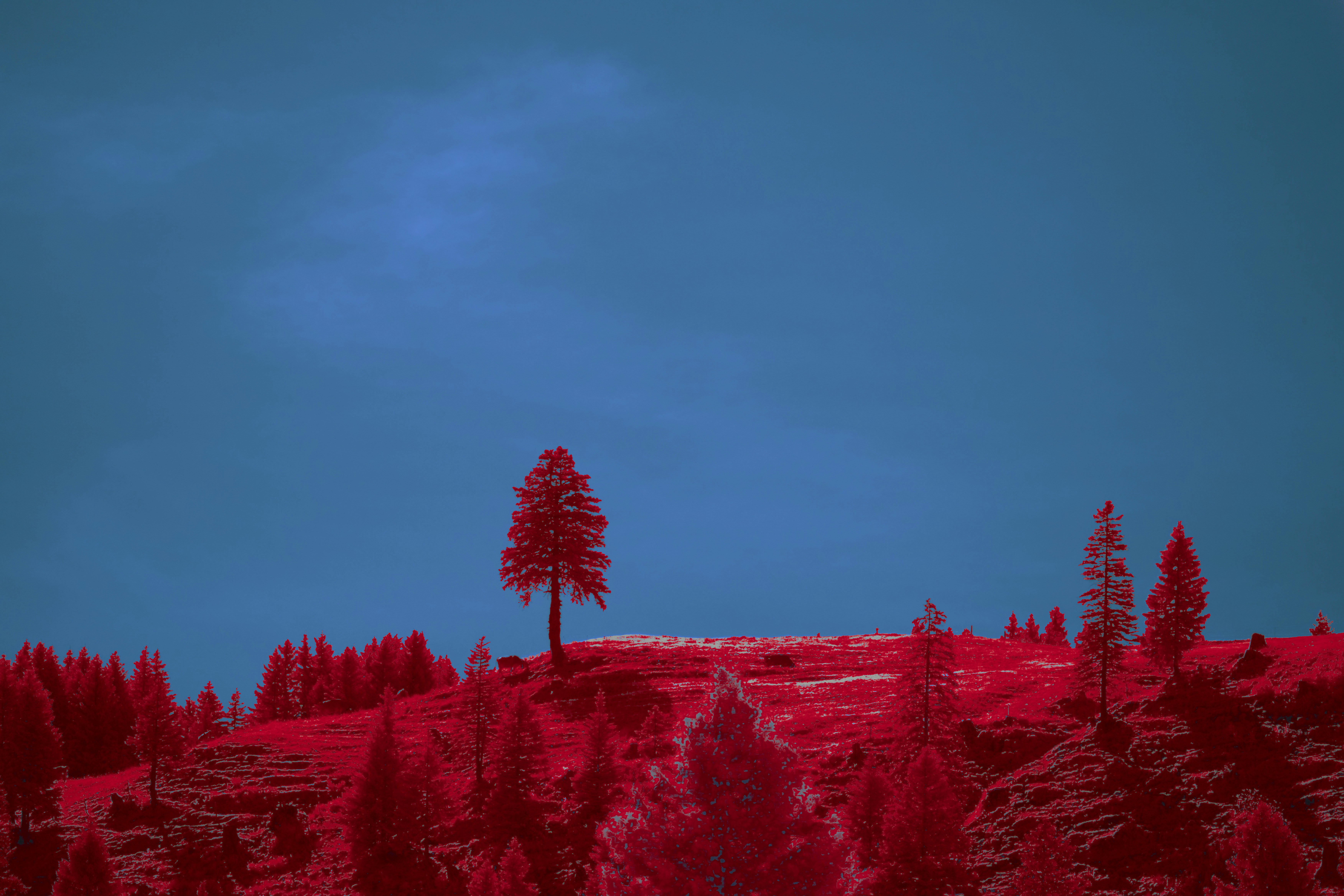 Infrared landscape with red trees and a deep blue sky.