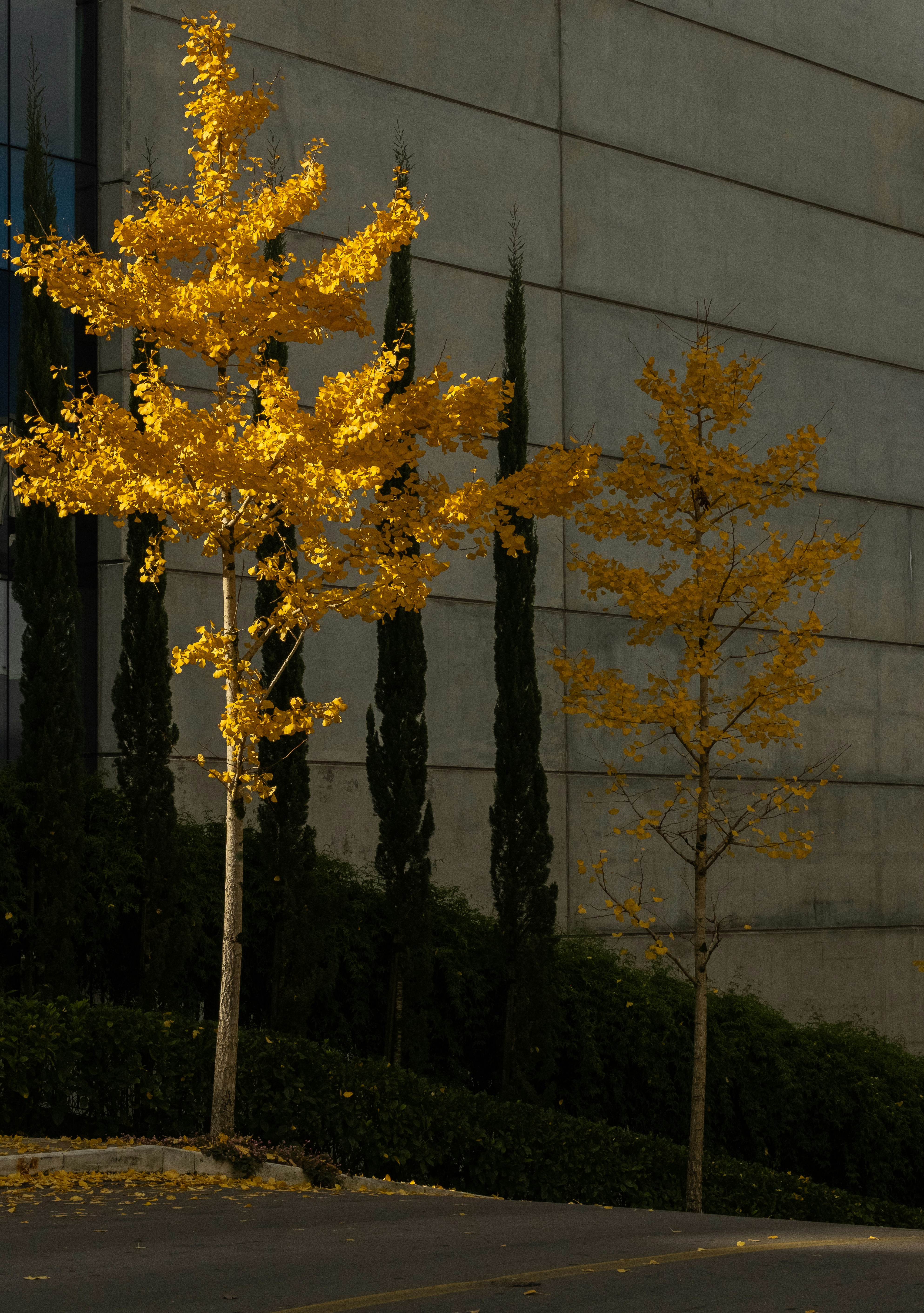 Golden autumn trees beside a modern building.