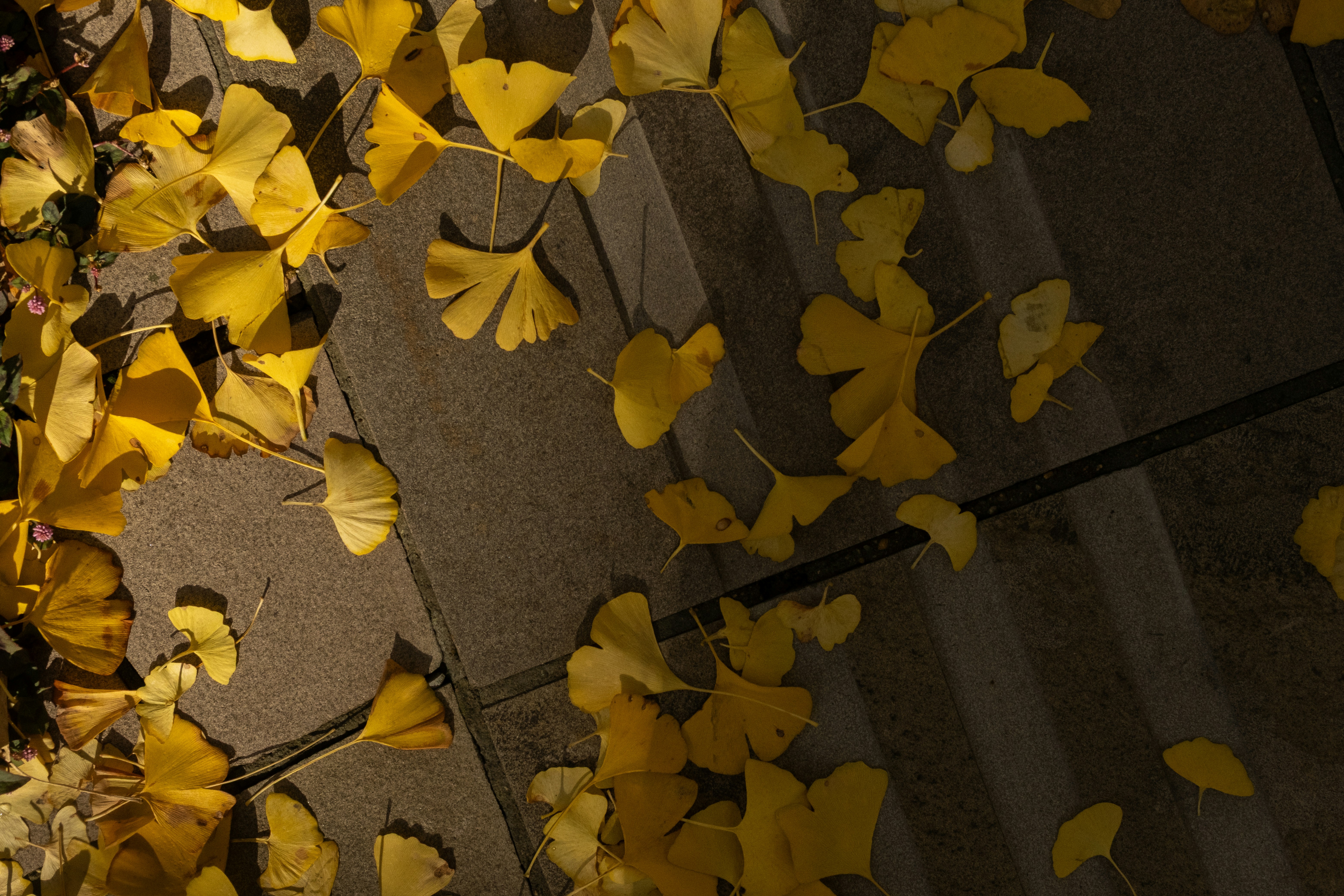 Yellow ginkgo leaves scattered on a dark paved surface.