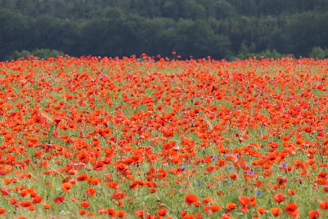 Red poppies bloom across a field with a distant forest.