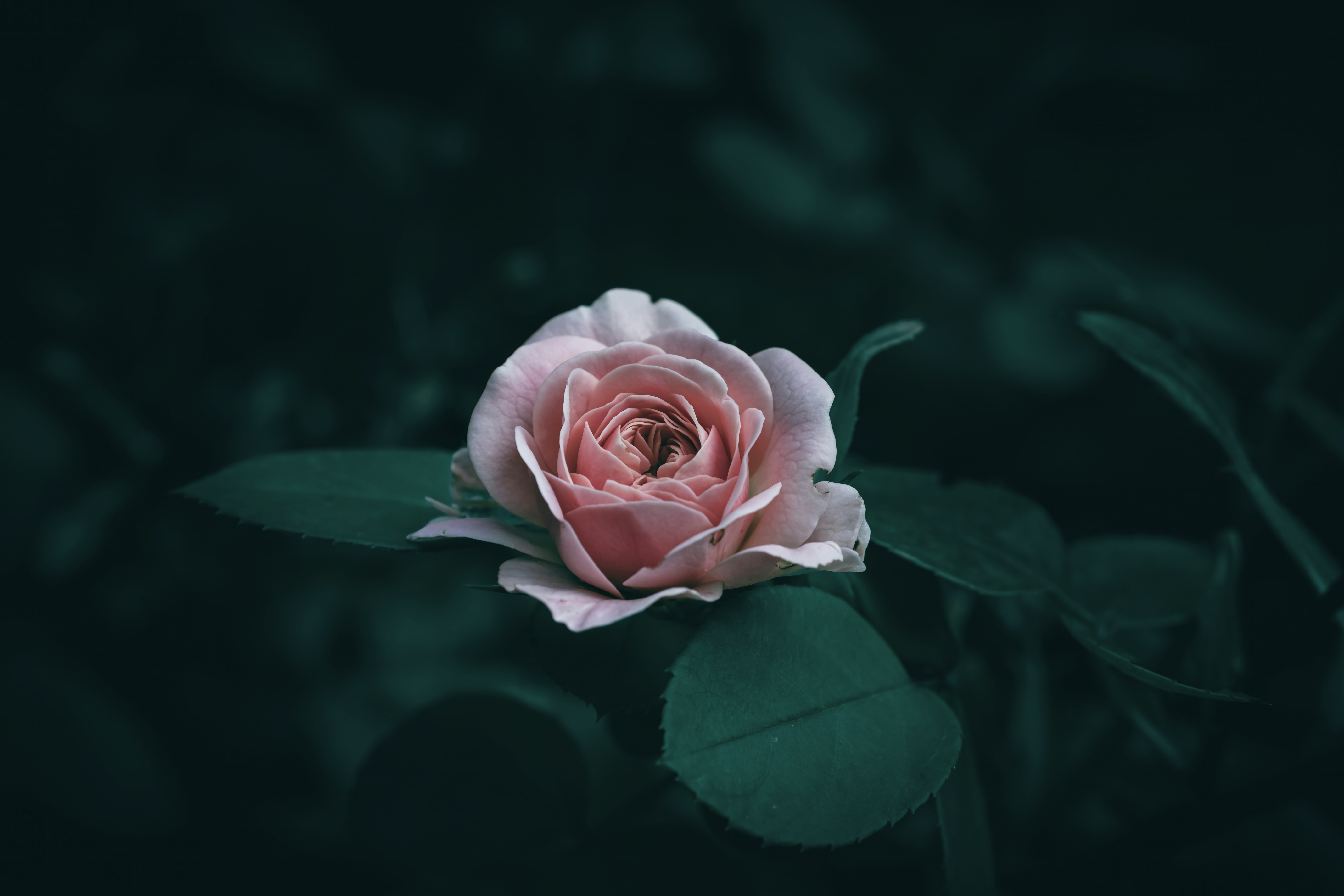 Photo by wyxina