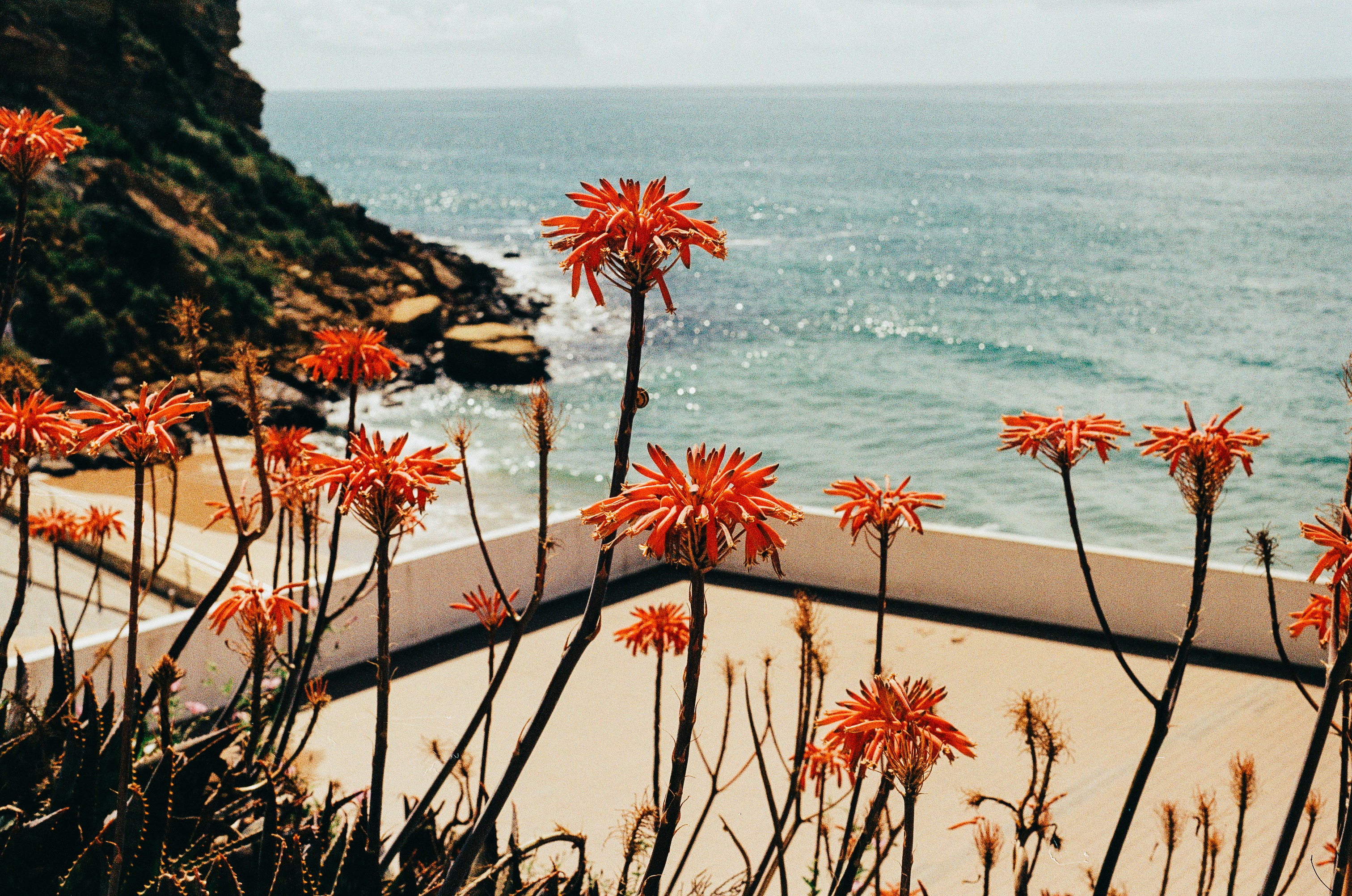 Orangefarbene Blumen, die am Meer mit einer Klippe blühen.