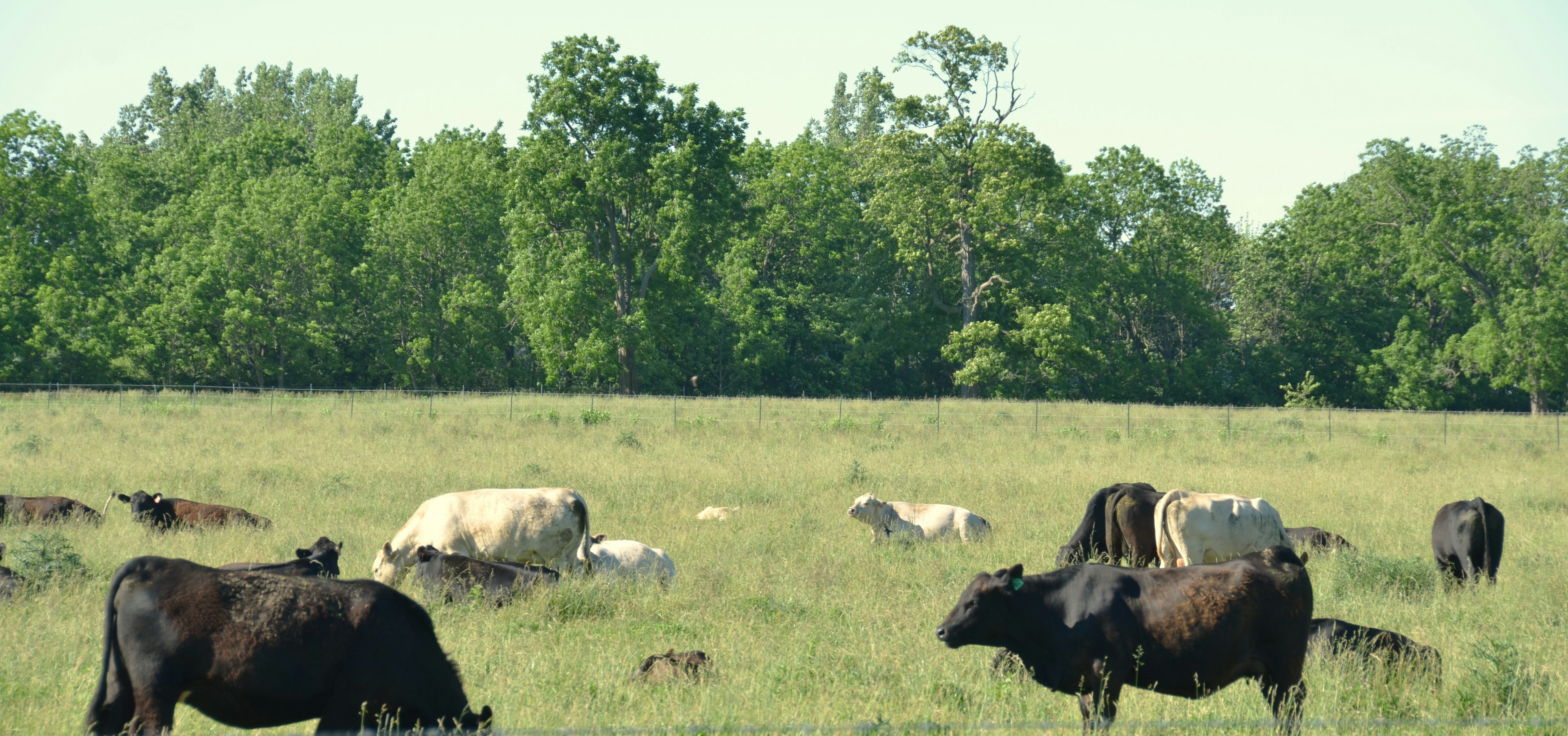 Lifetime Value Over Novelty: Why Culling Your Best Cows Too Soon Is Quietly Draining Your Ranch