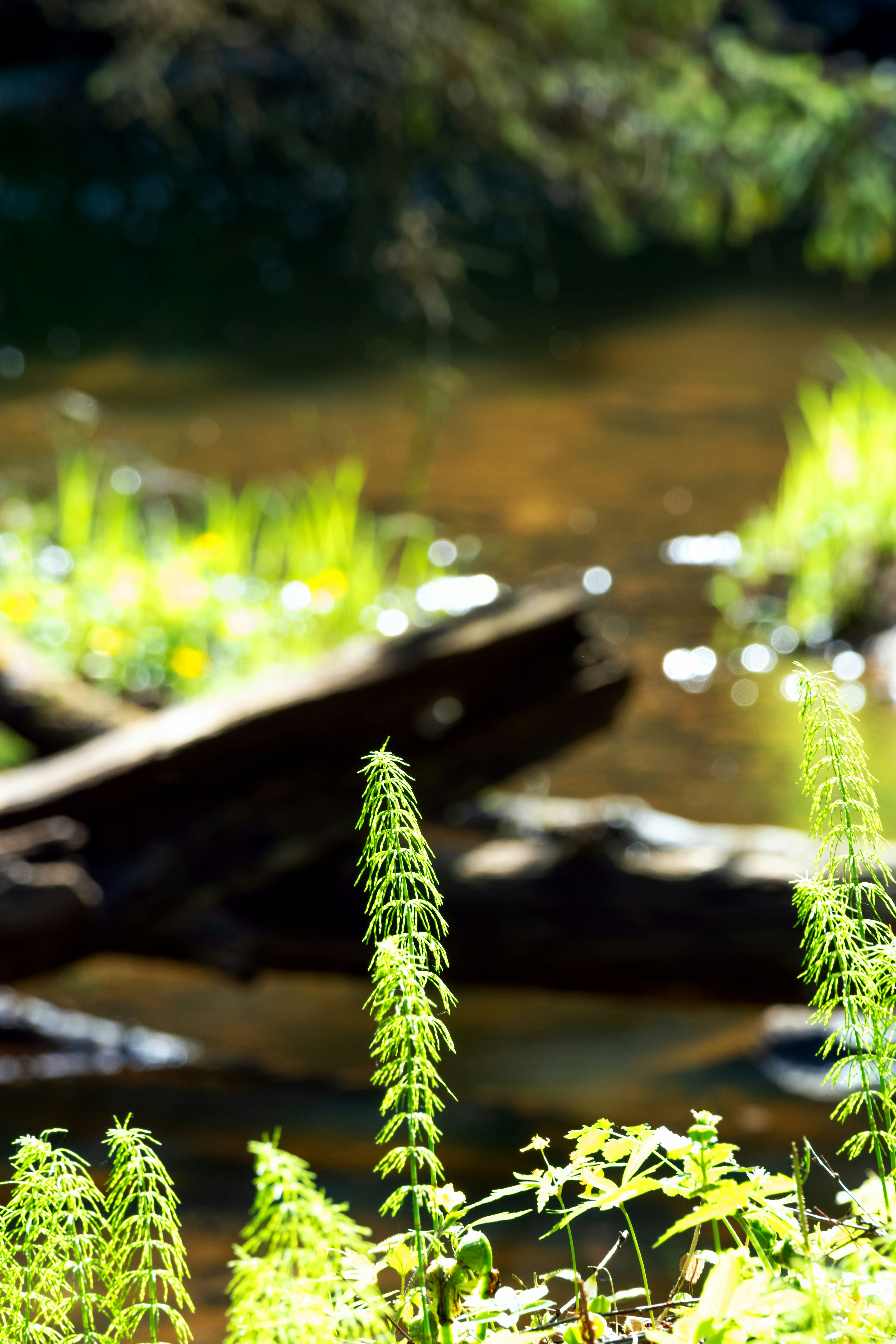 Green plants grow by a stream with logs.