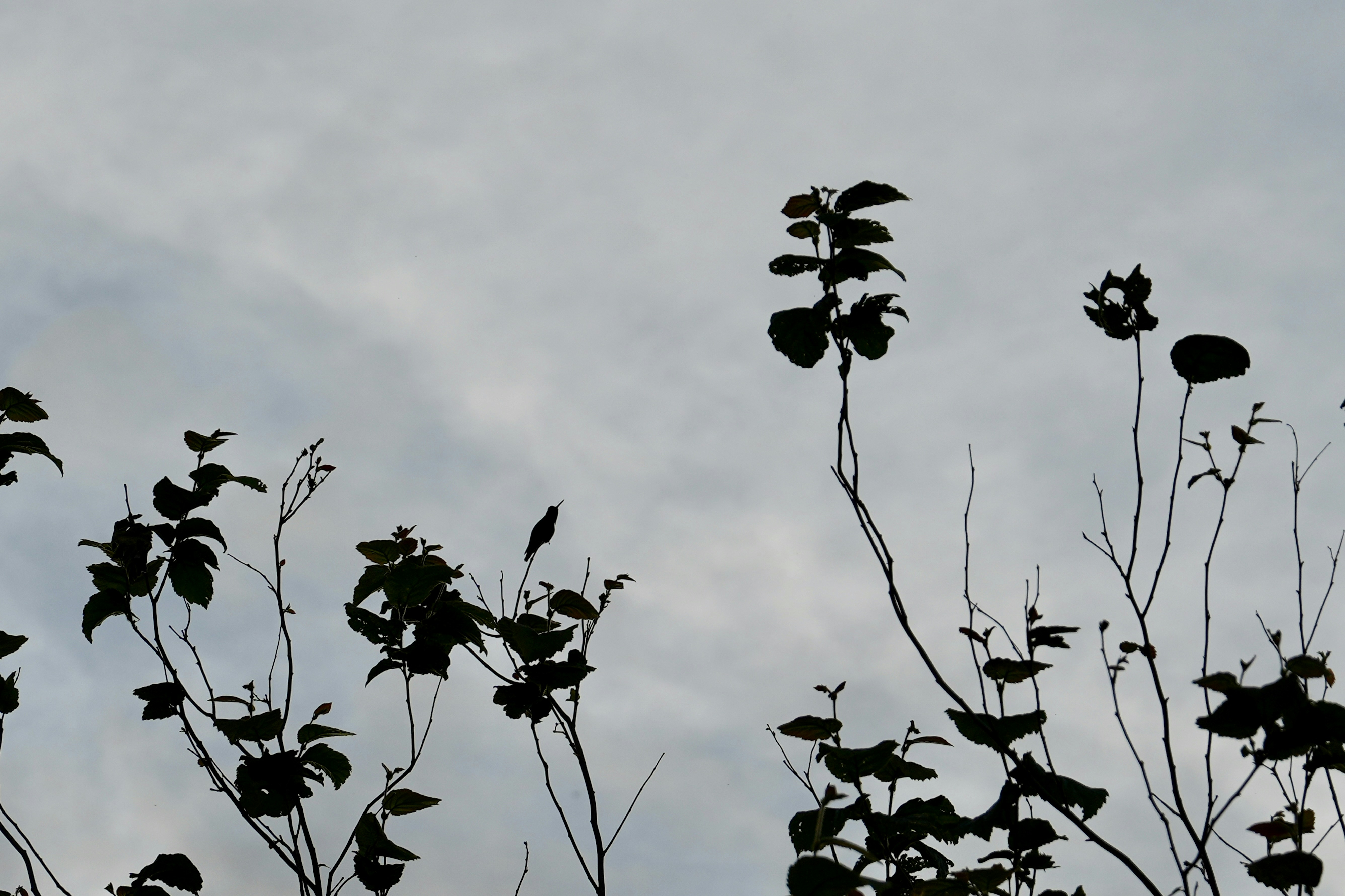 Photo by meinayin