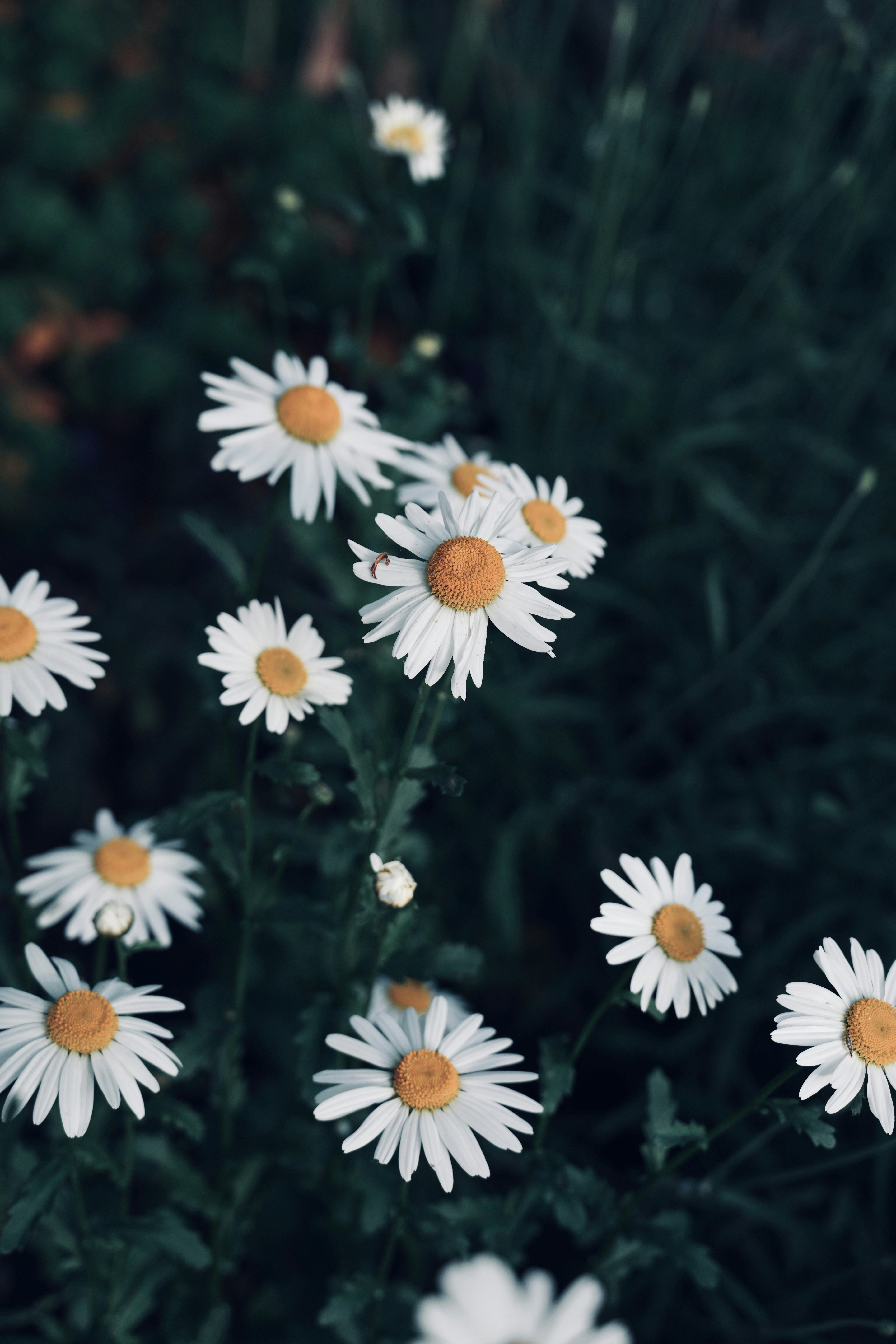 Photo by meinayin