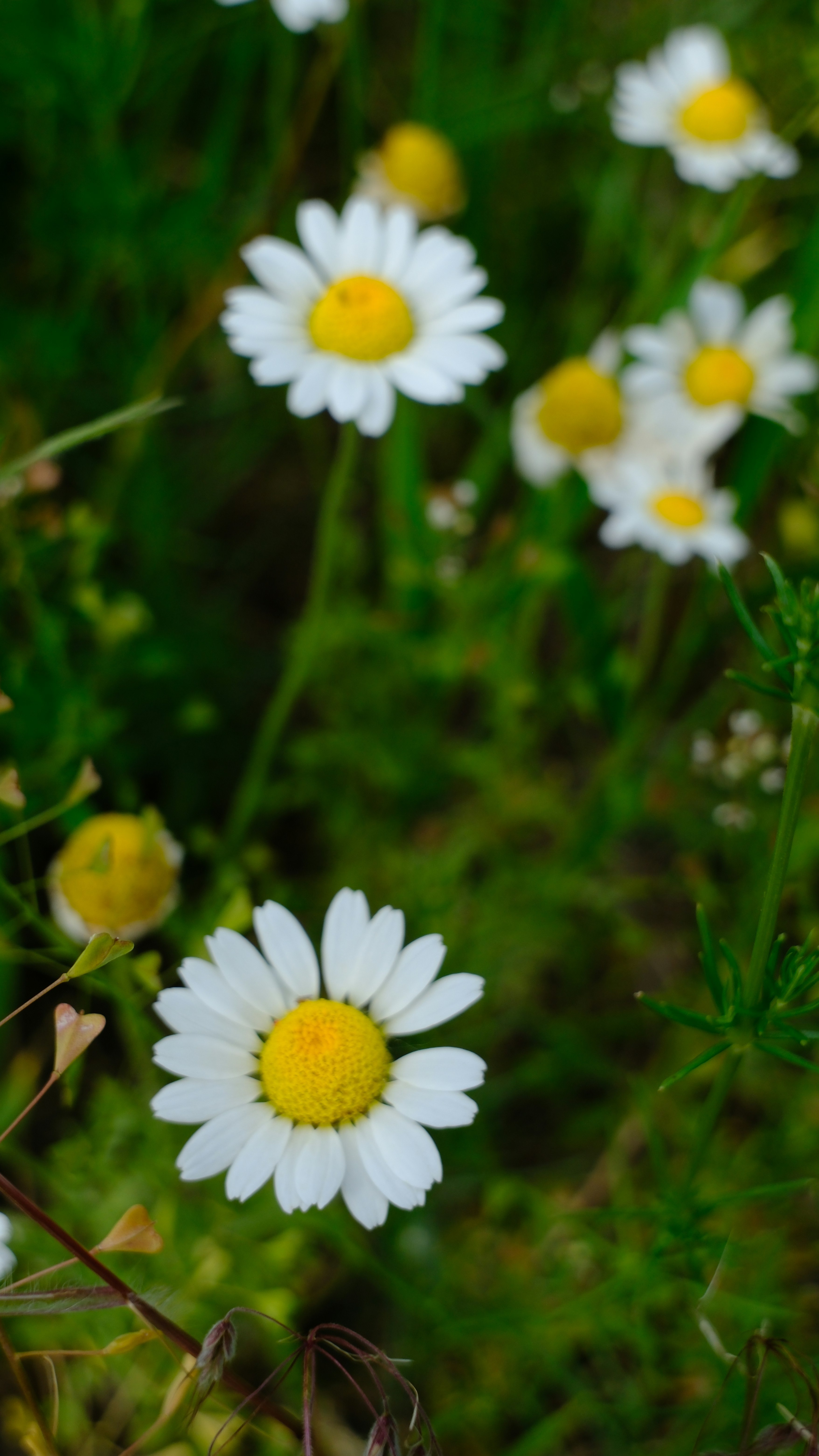 Photo by lacrimk