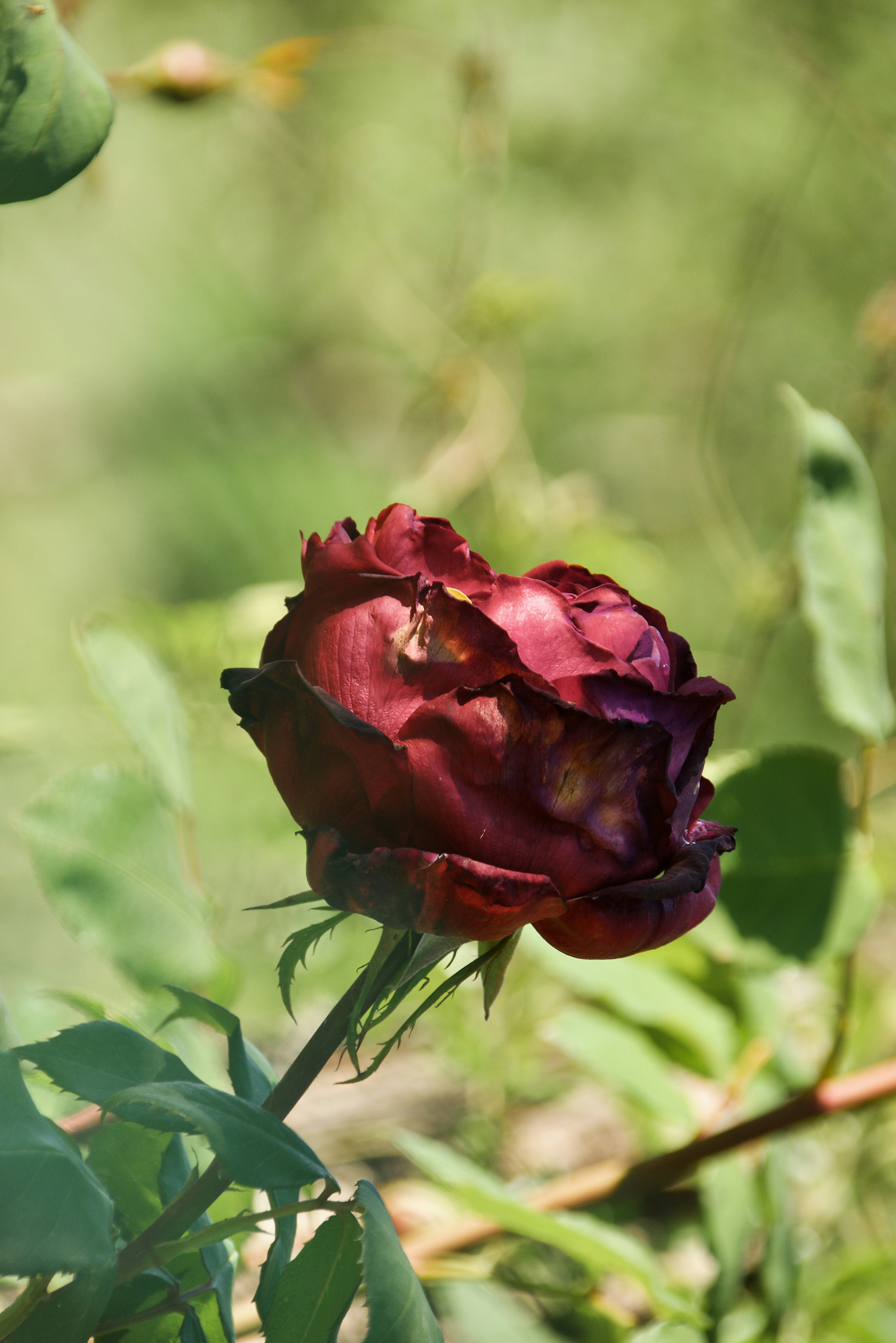 Un rouge foncé fané s’est dressé sur un fond vert flou.