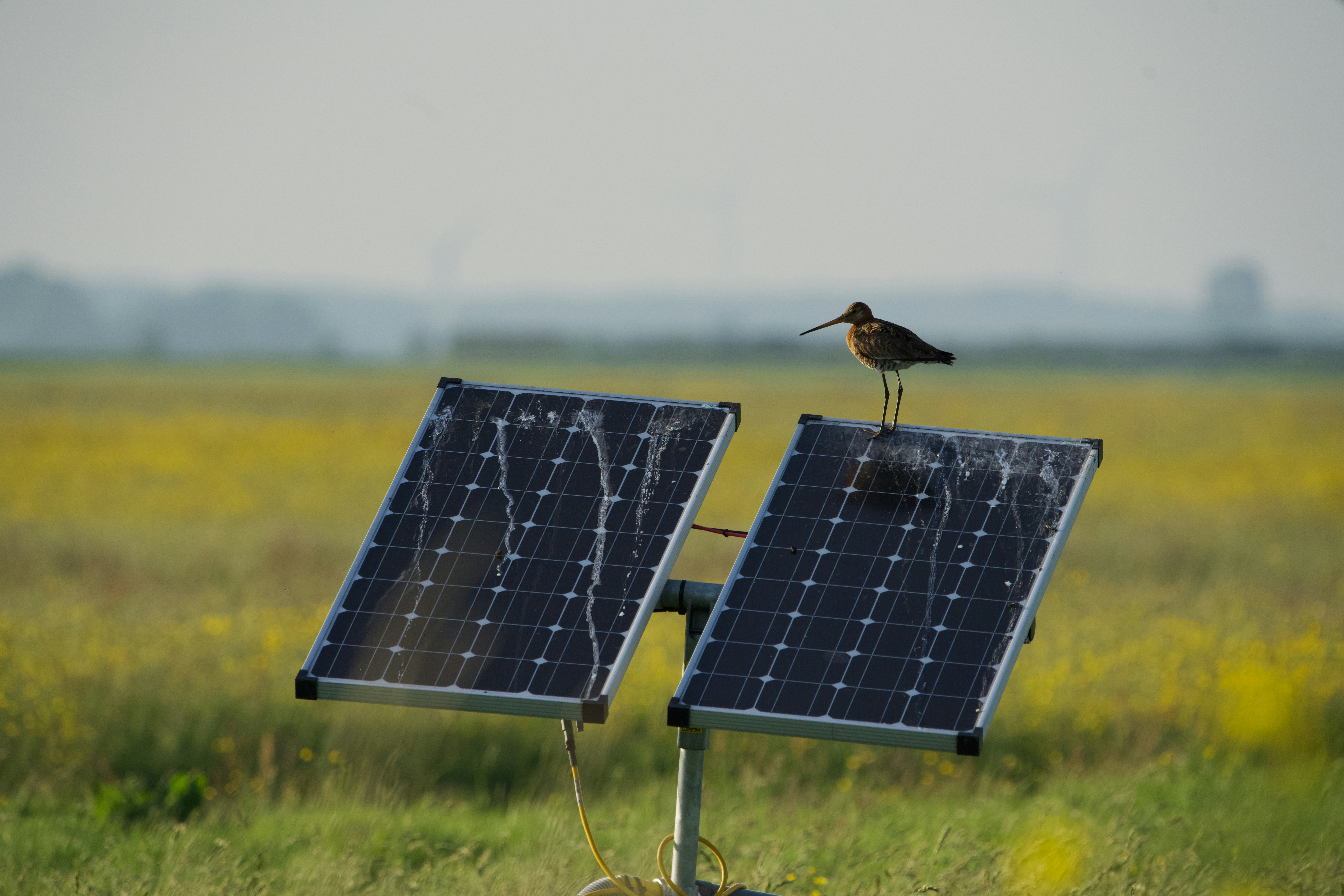 A bird perches on small solar panels in a field.