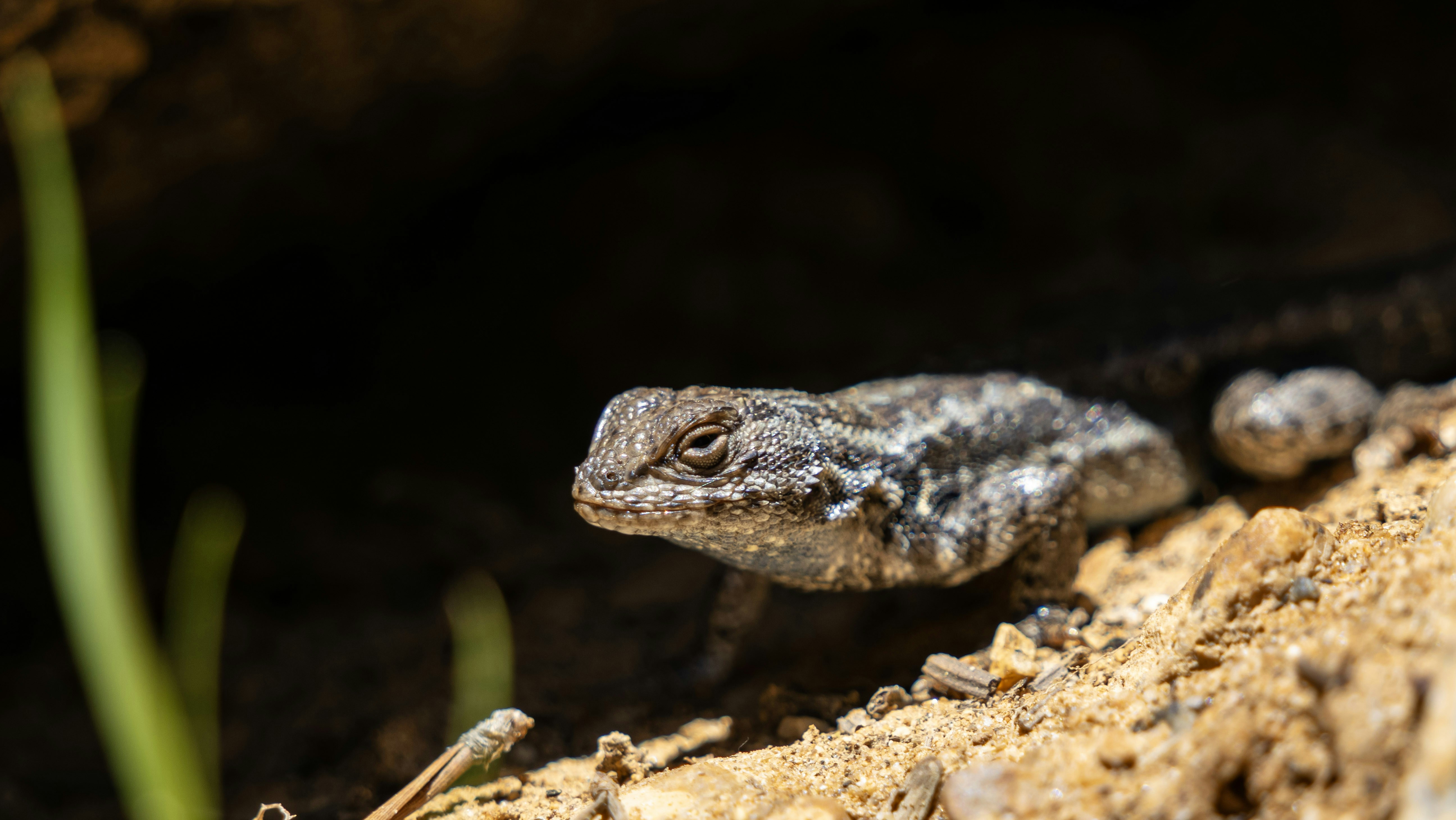A small lizard on sandy ground with a dark background.