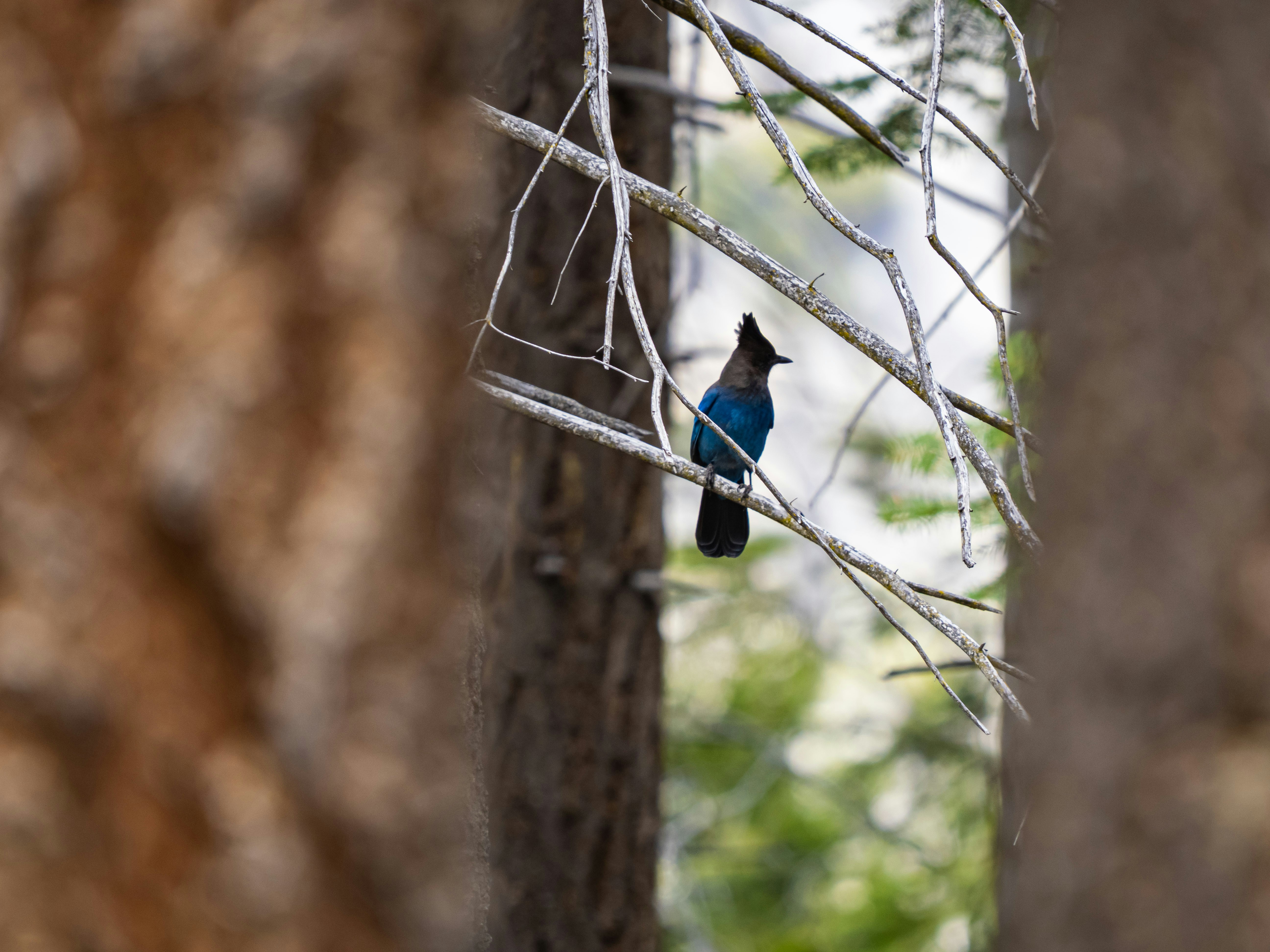 A blue steller's jay perches on a bare tree branch.